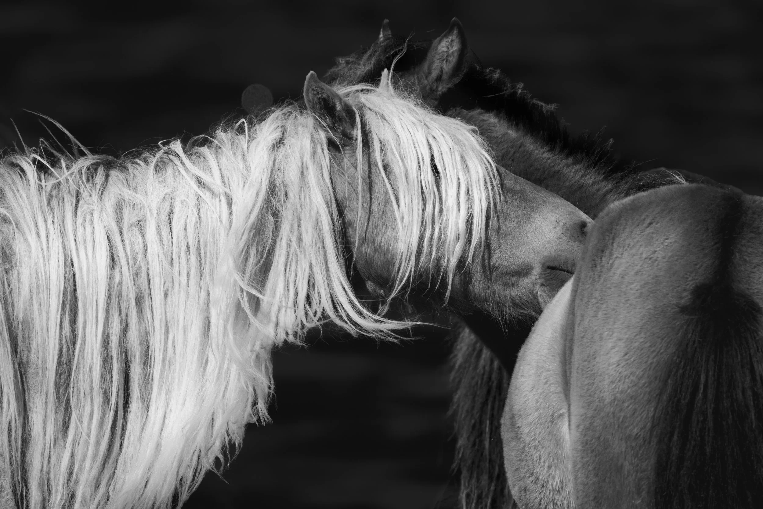2025-09-12 Sable Island-14.jpg