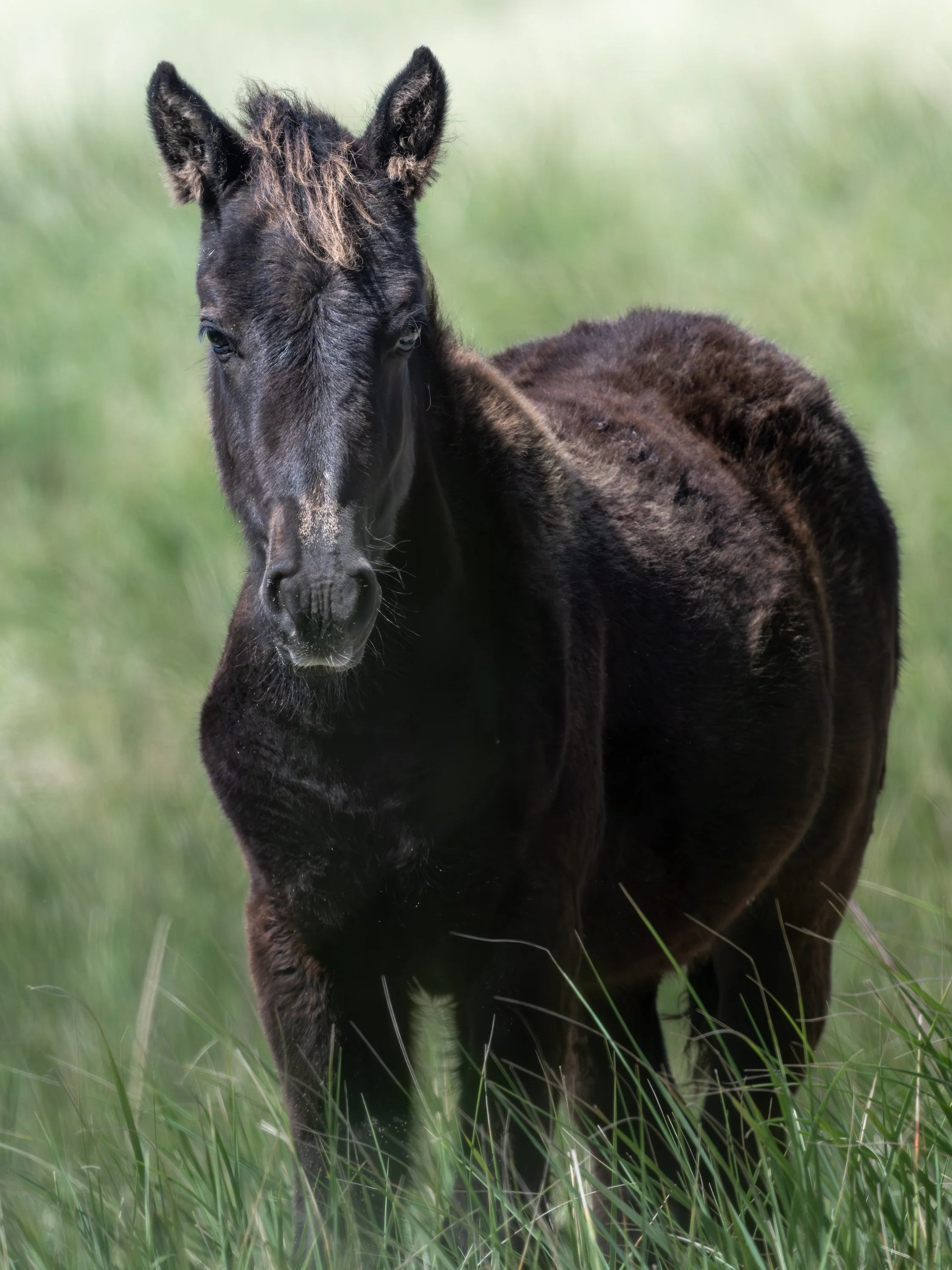 2025-09-12 Sable Island-29.jpg
