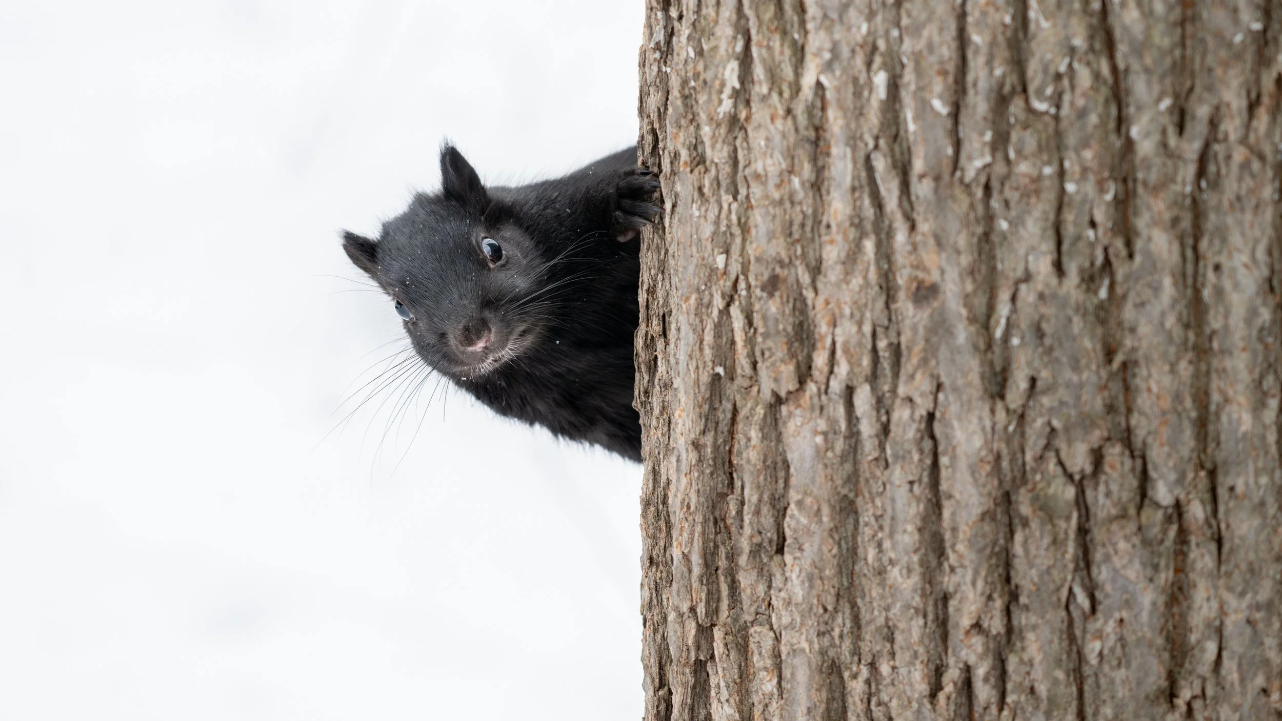 Black squirrel peeking around a tree trunk in snow, Mud Lake, Ottawa