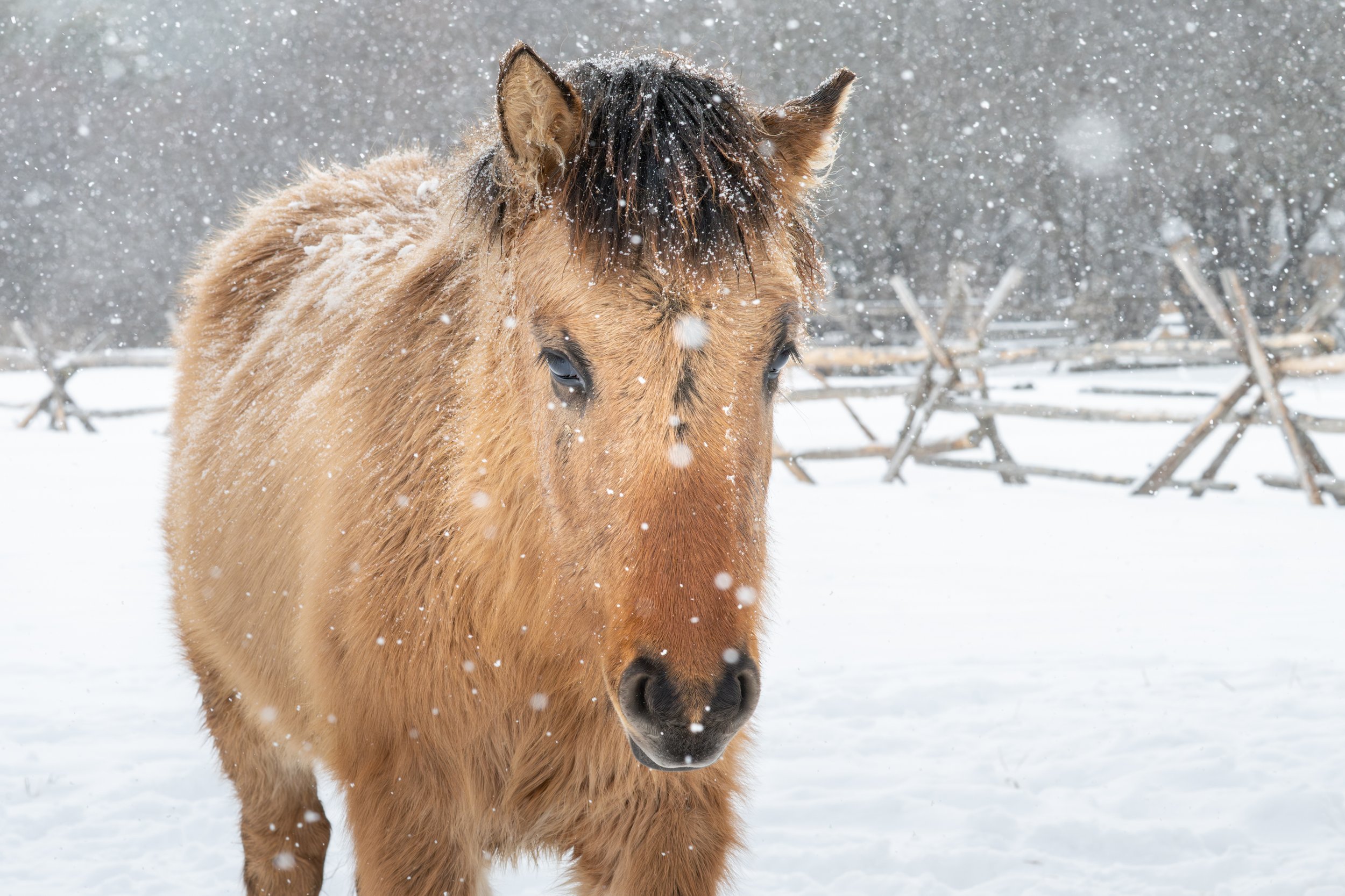 2026-02-22 Spirit Horses-6.jpg