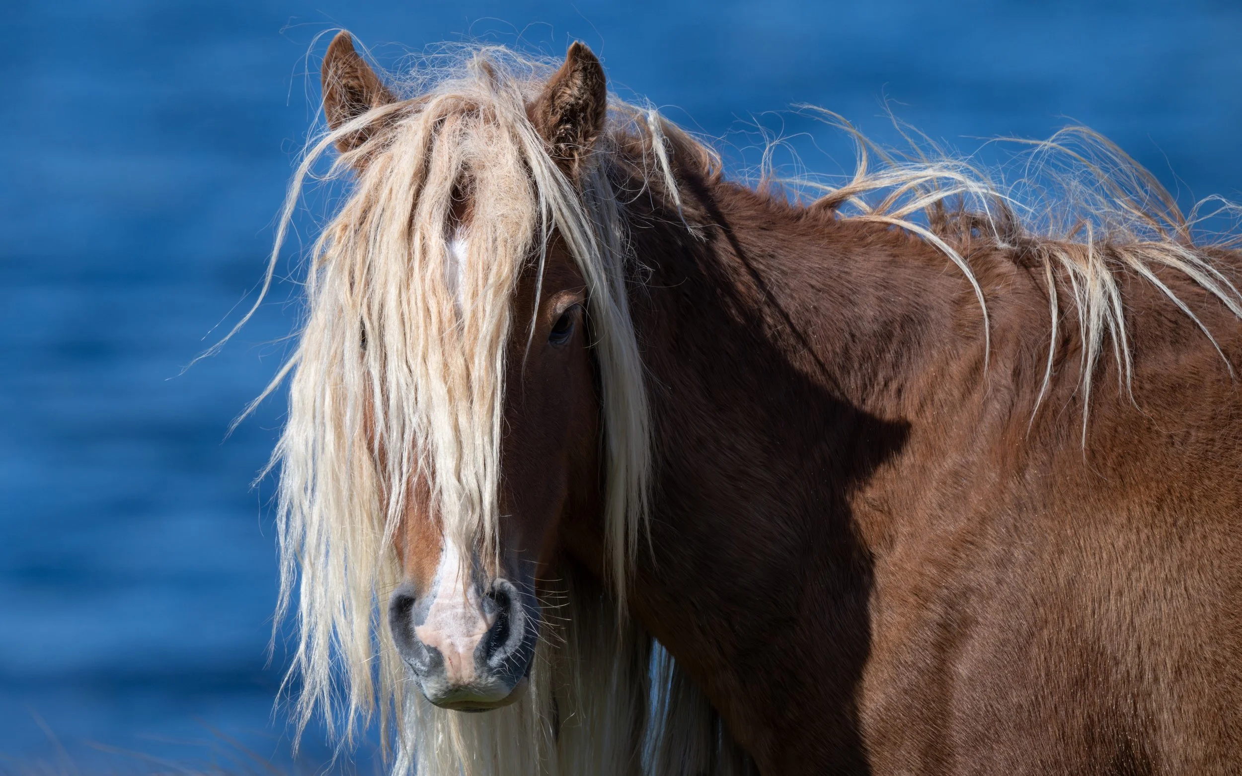 2025-09-12 Sable Island-15.jpg