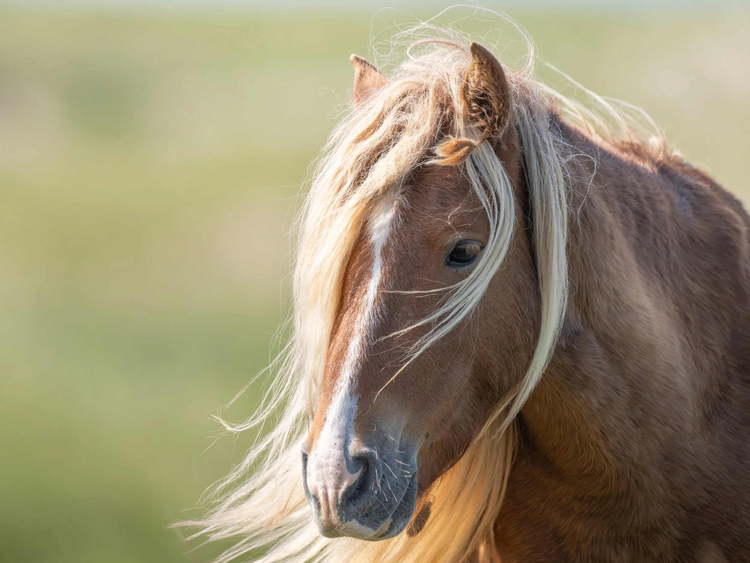 2025-09-12 Sable Island-11.jpg