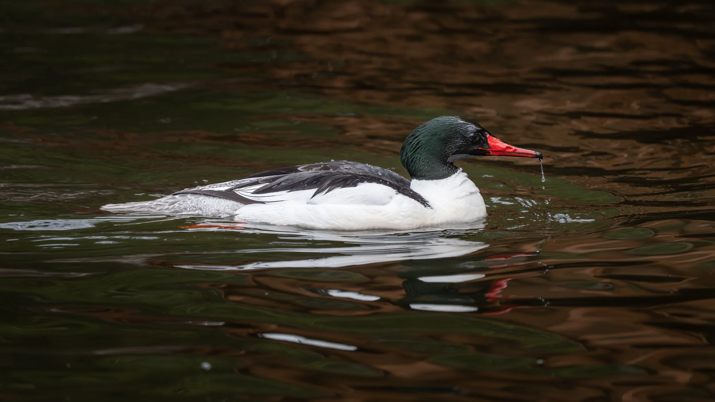 Male common merganser swimming on dark water, Mud Lake, Ottawa