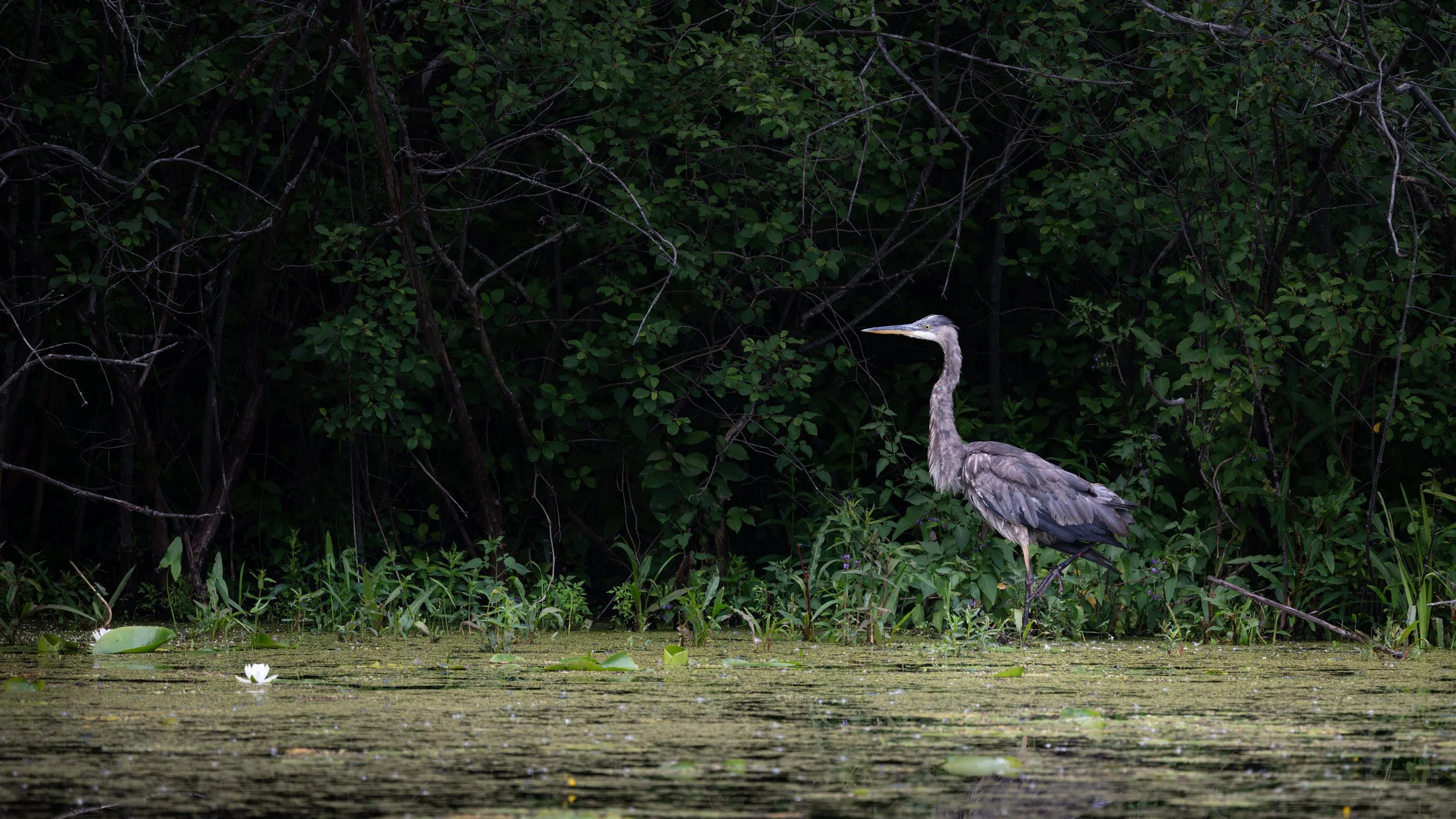 Great blue heron at the edge of a duckweed-covered pond, Mud Lake, Ottawa