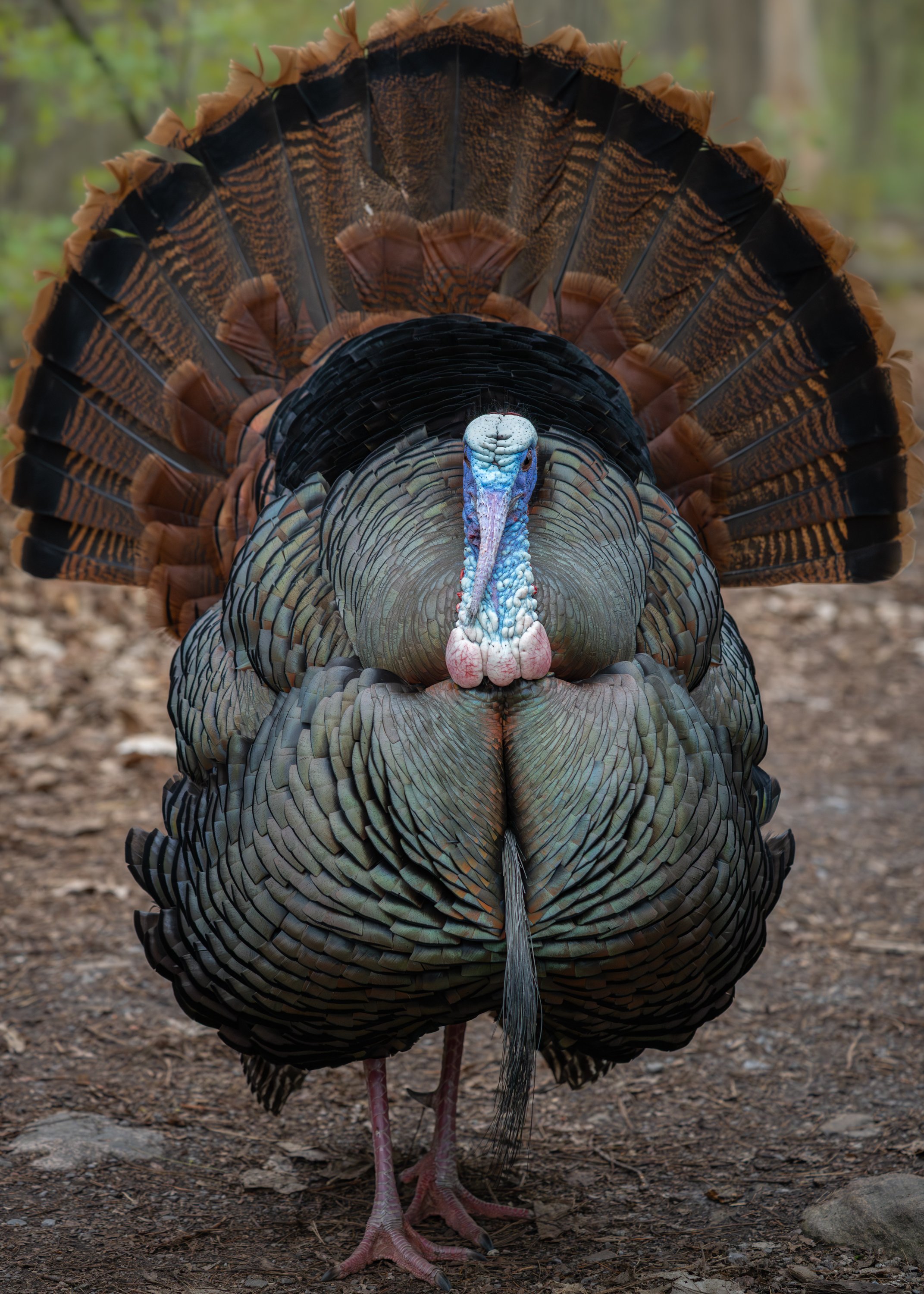 Male wild turkey facing the camera with its tail fanned in full display