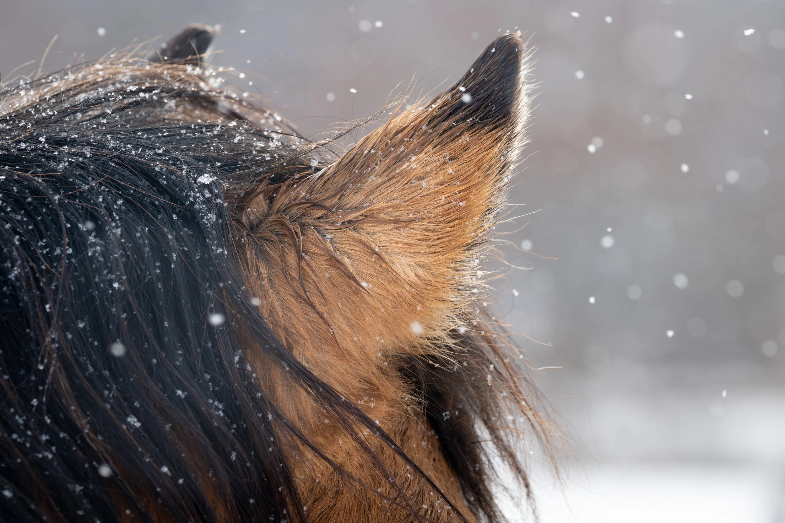 2026-02-22 Spirit Horses-15.jpg