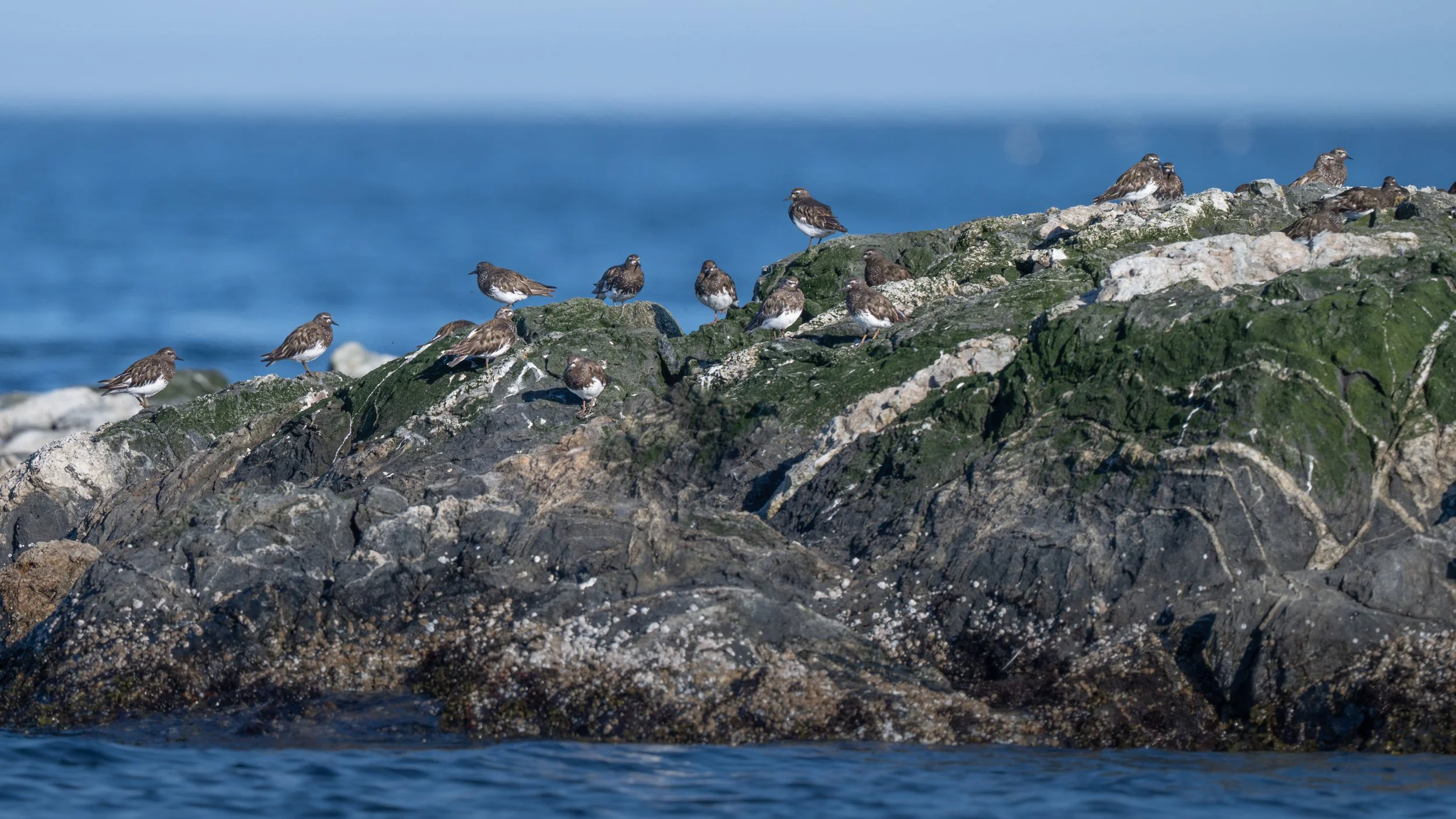 2025-08-03 Vancouver Island-_DSC4868.jpg