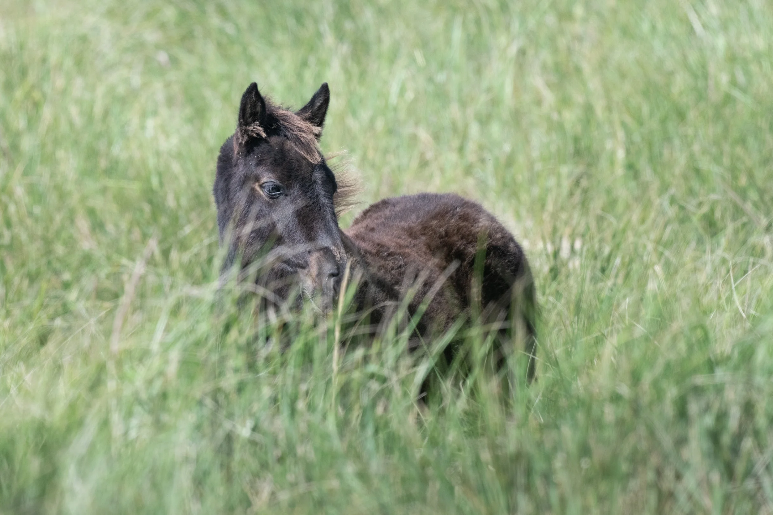 2025-09-12 Sable Island-26.jpg