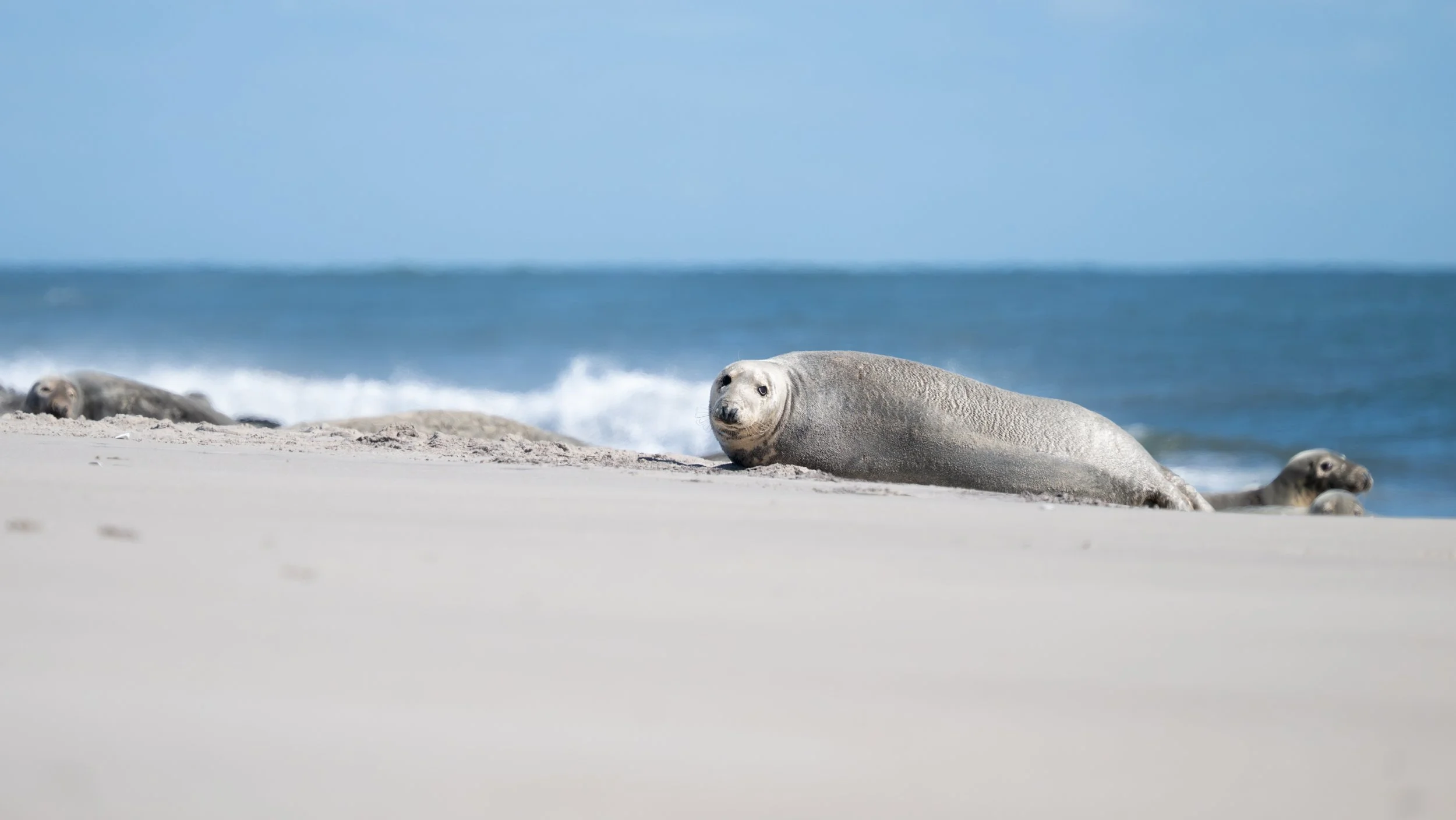 2025-09-12 Sable Island-49.jpg