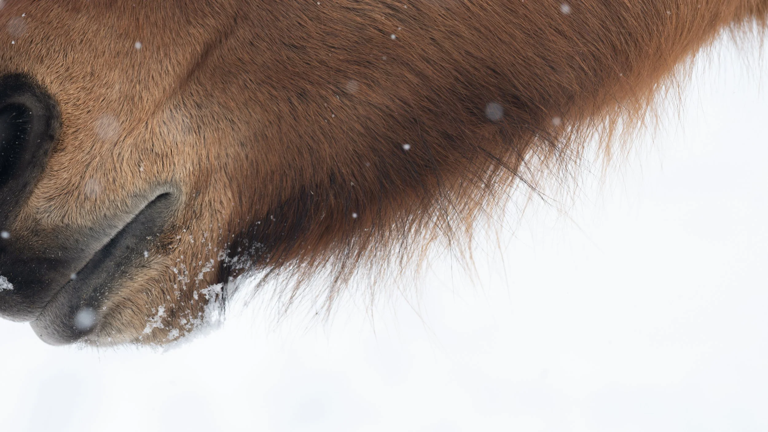 2026-02-22 Spirit Horses-21.jpg