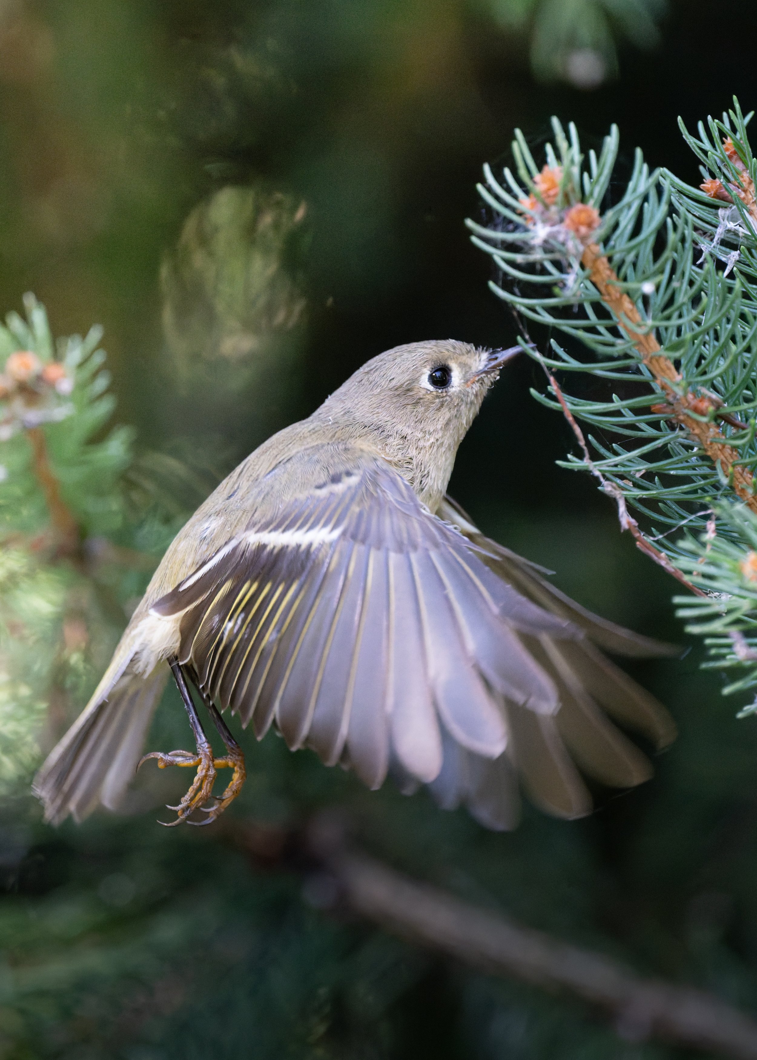 Ruby-crowned kinglet fluttering beside a spruce branch, wings spread, Mud Lake, Ottawa