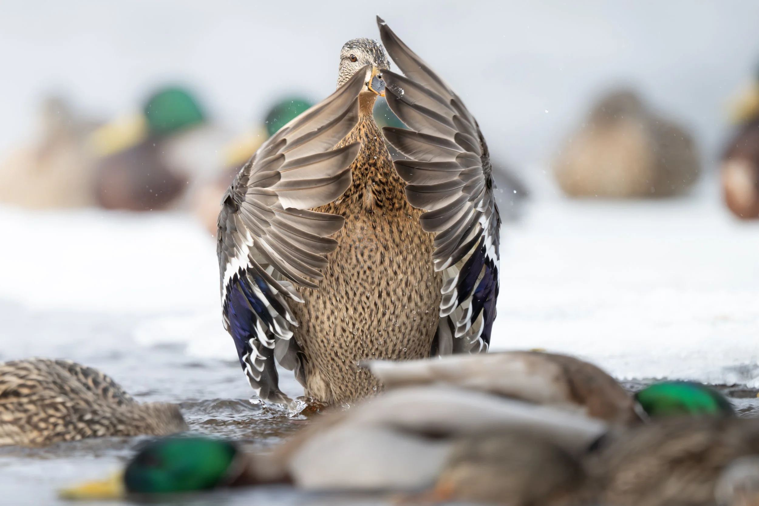 2026-02-27 Mallards at River-DSC_9958.jpg