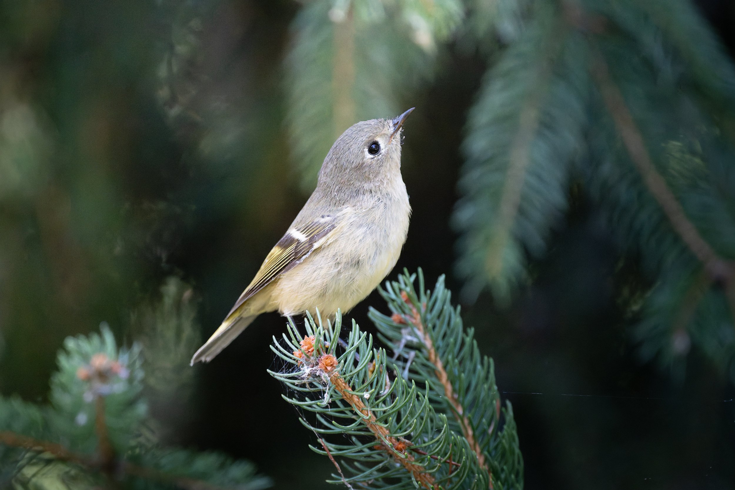Ruby-crowned kinglet perched on a spruce branch, looking up, Mud Lake, Ottawa