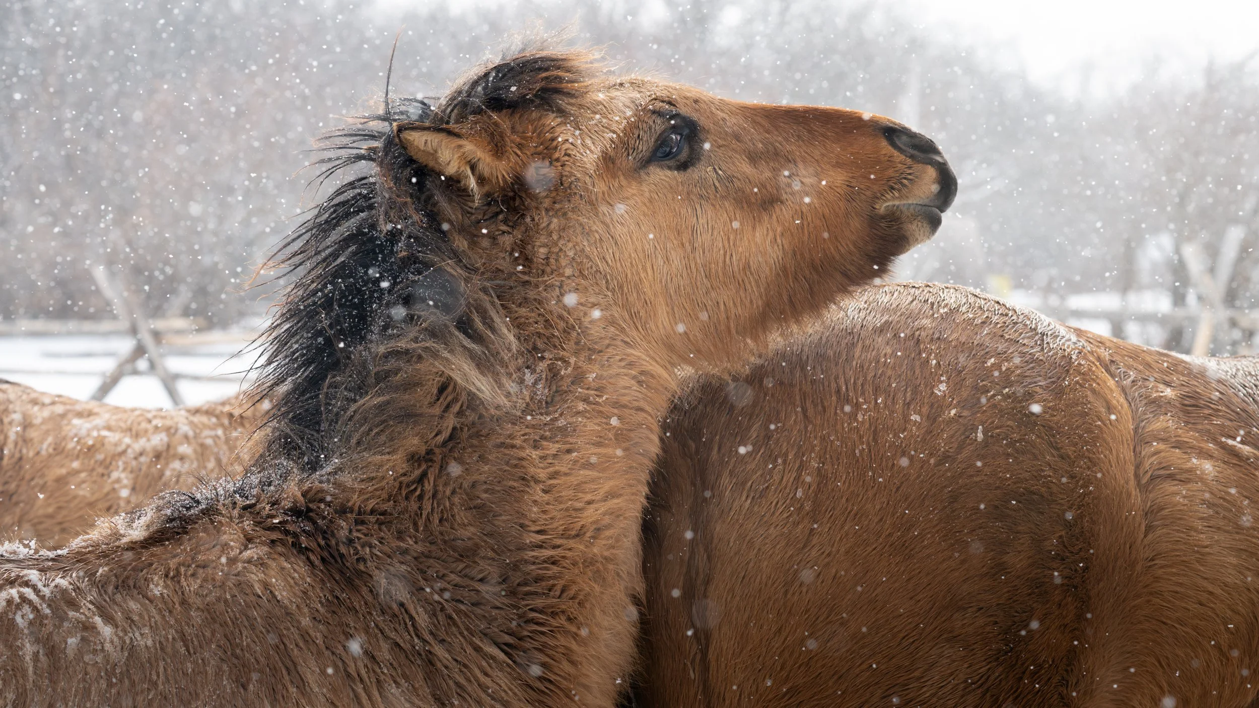 Spirit Horses
