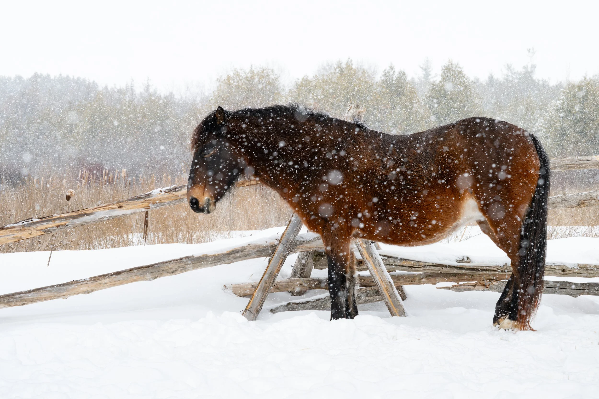 2026-02-22 Spirit Horses-5.jpg