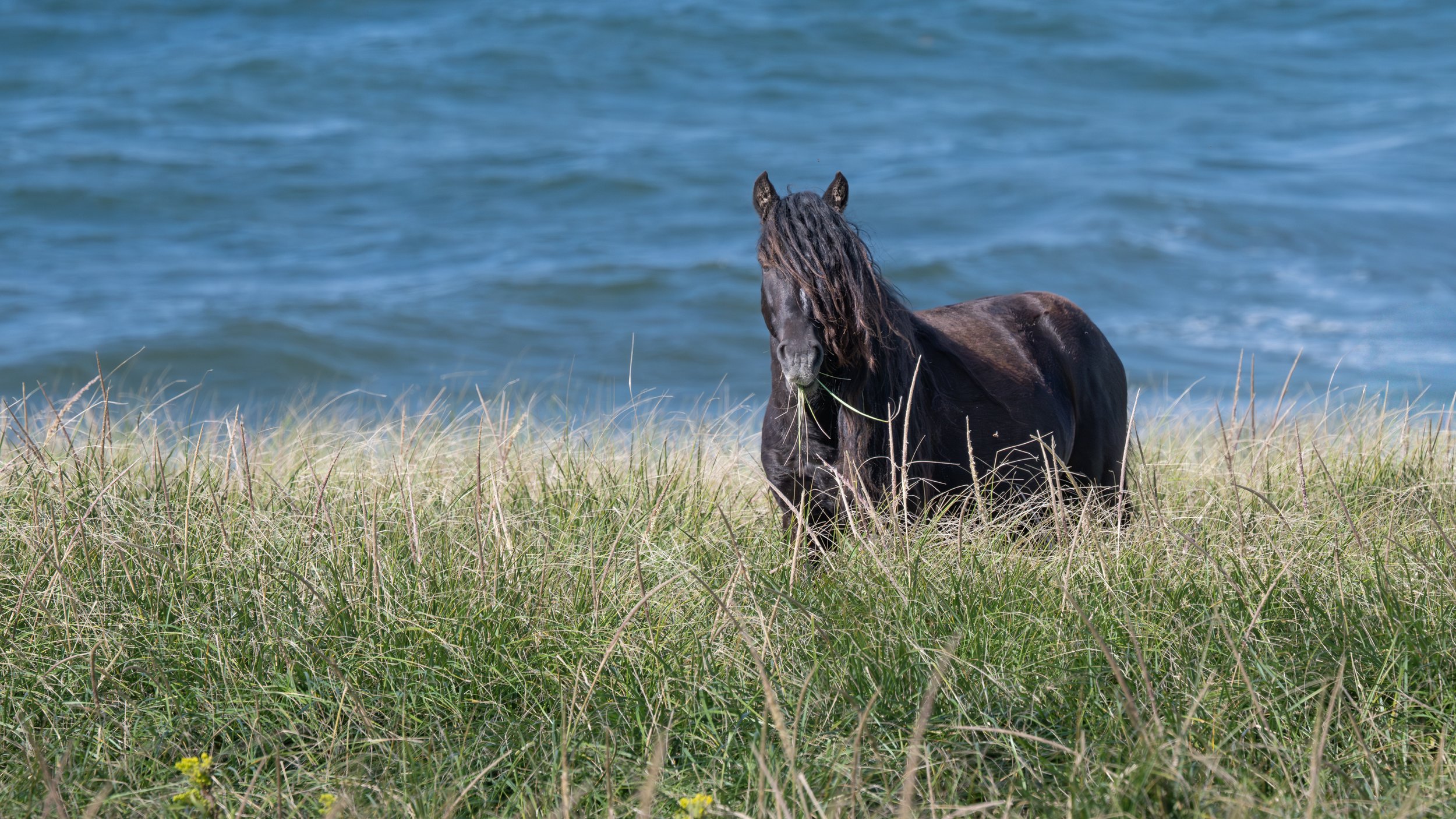 2025-09-12 Sable Island-62.jpg