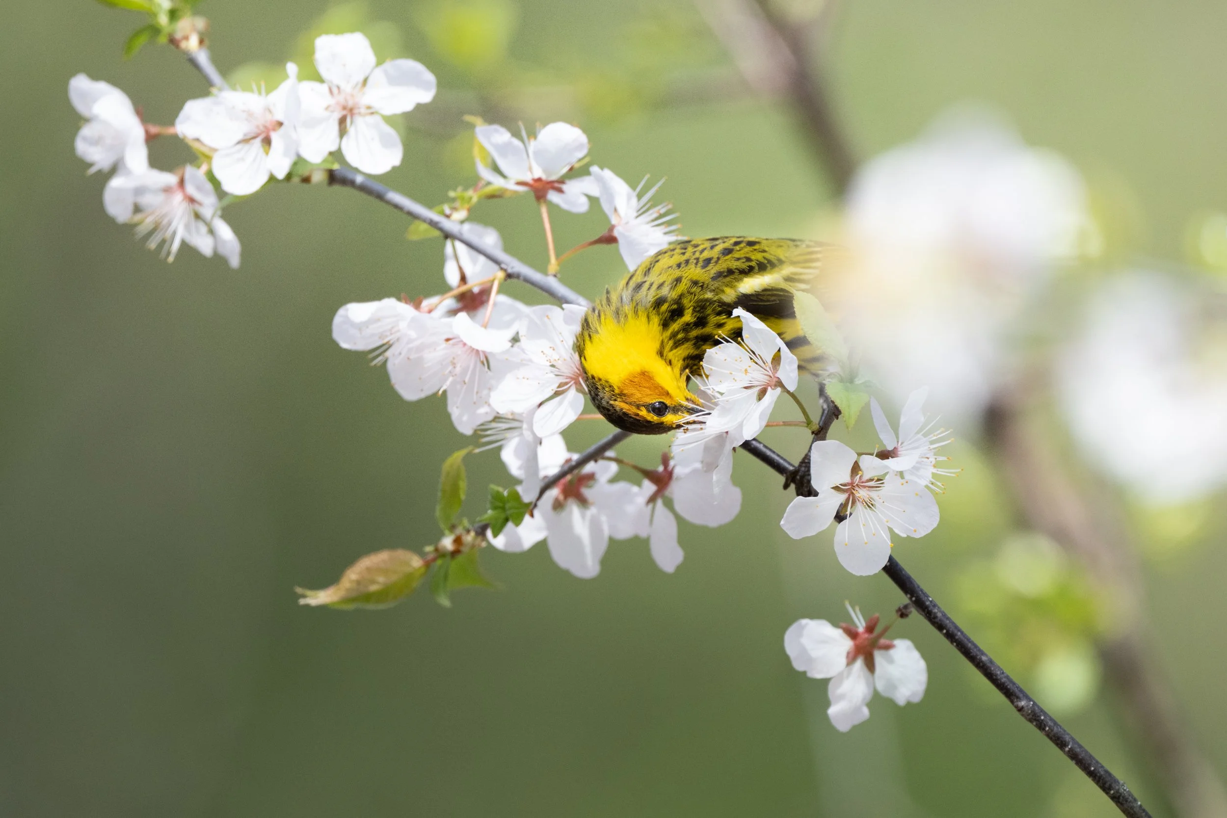 Cape May warbler feeding from the white blossoms, Mud Lake, Ottawa