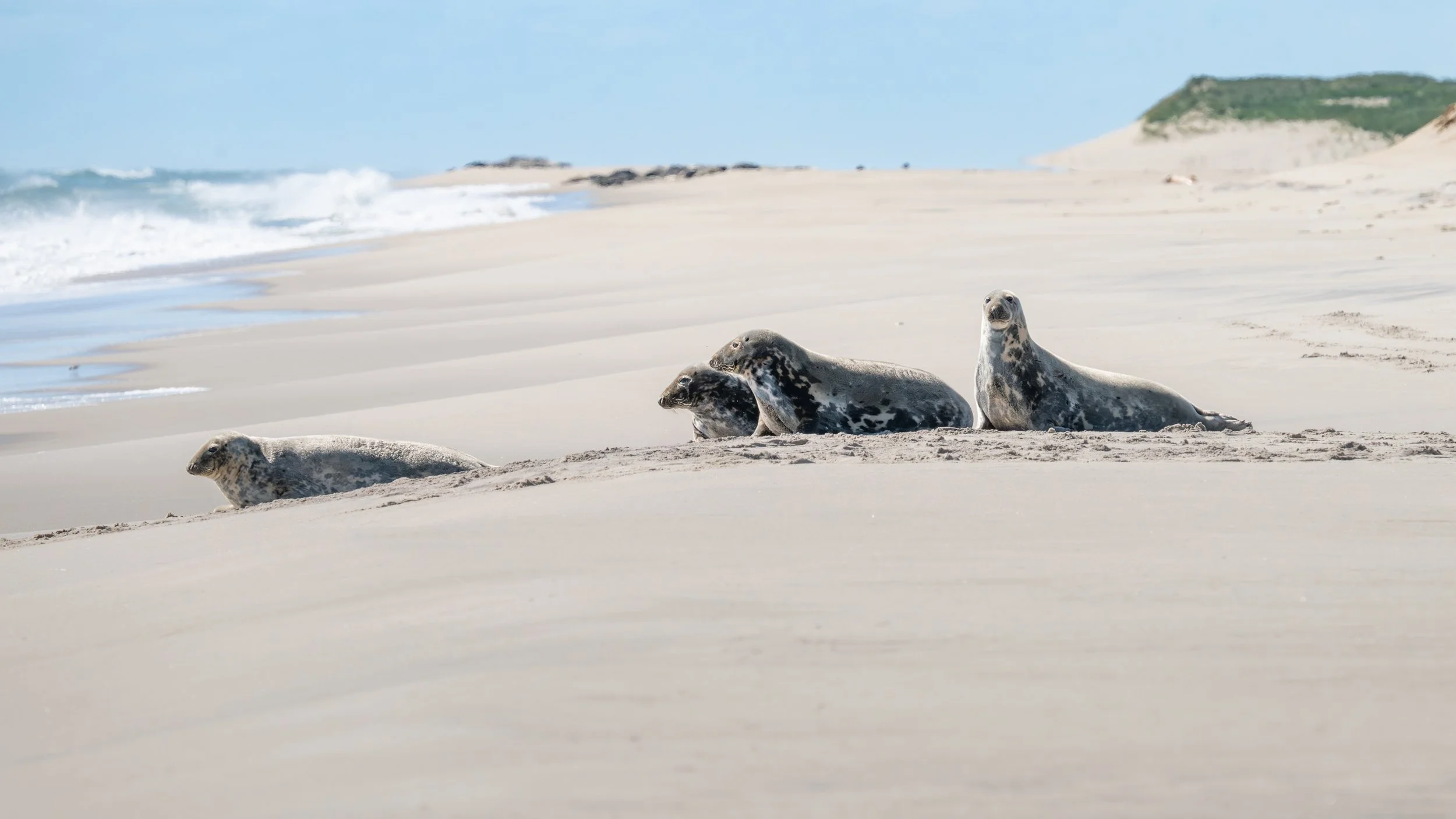 2025-09-12 Sable Island-53.jpg