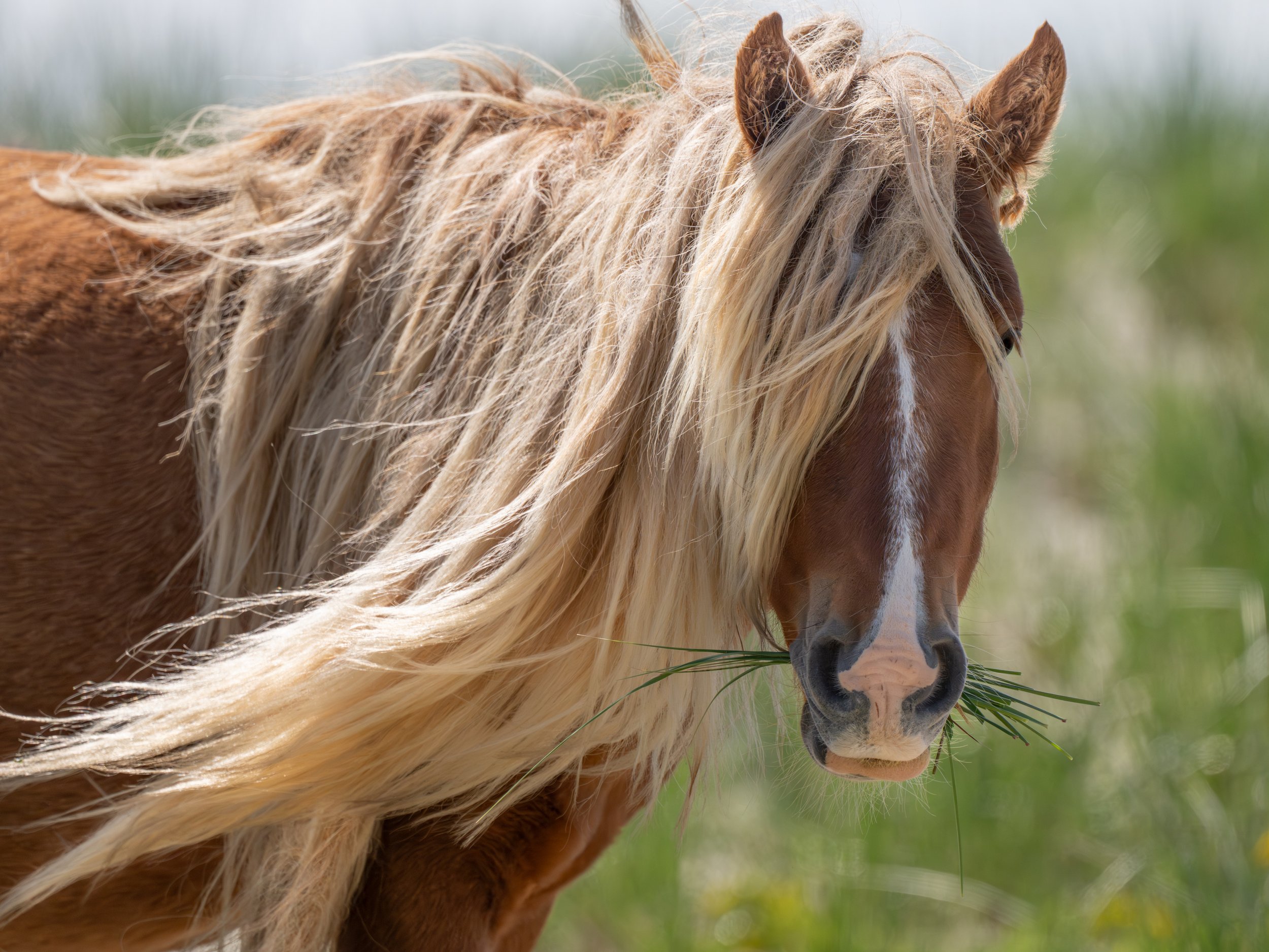 2025-09-12 Sable Island-21.jpg