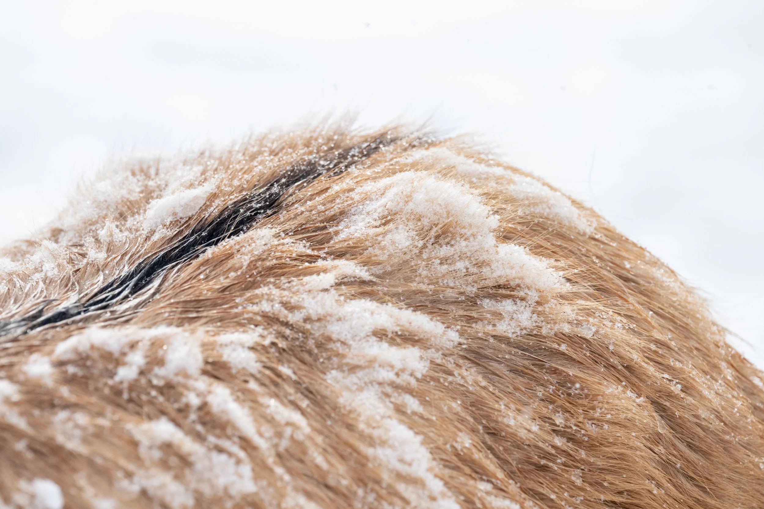 2026-02-22 Spirit Horses-14.jpg