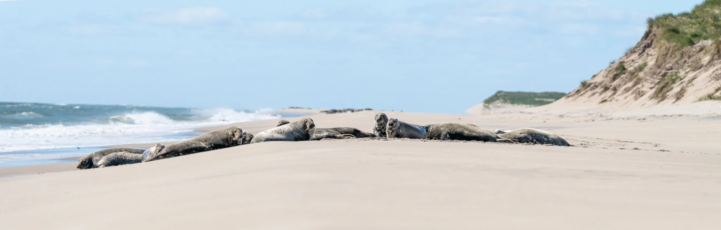 2025-09-12 Sable Island-52.jpg