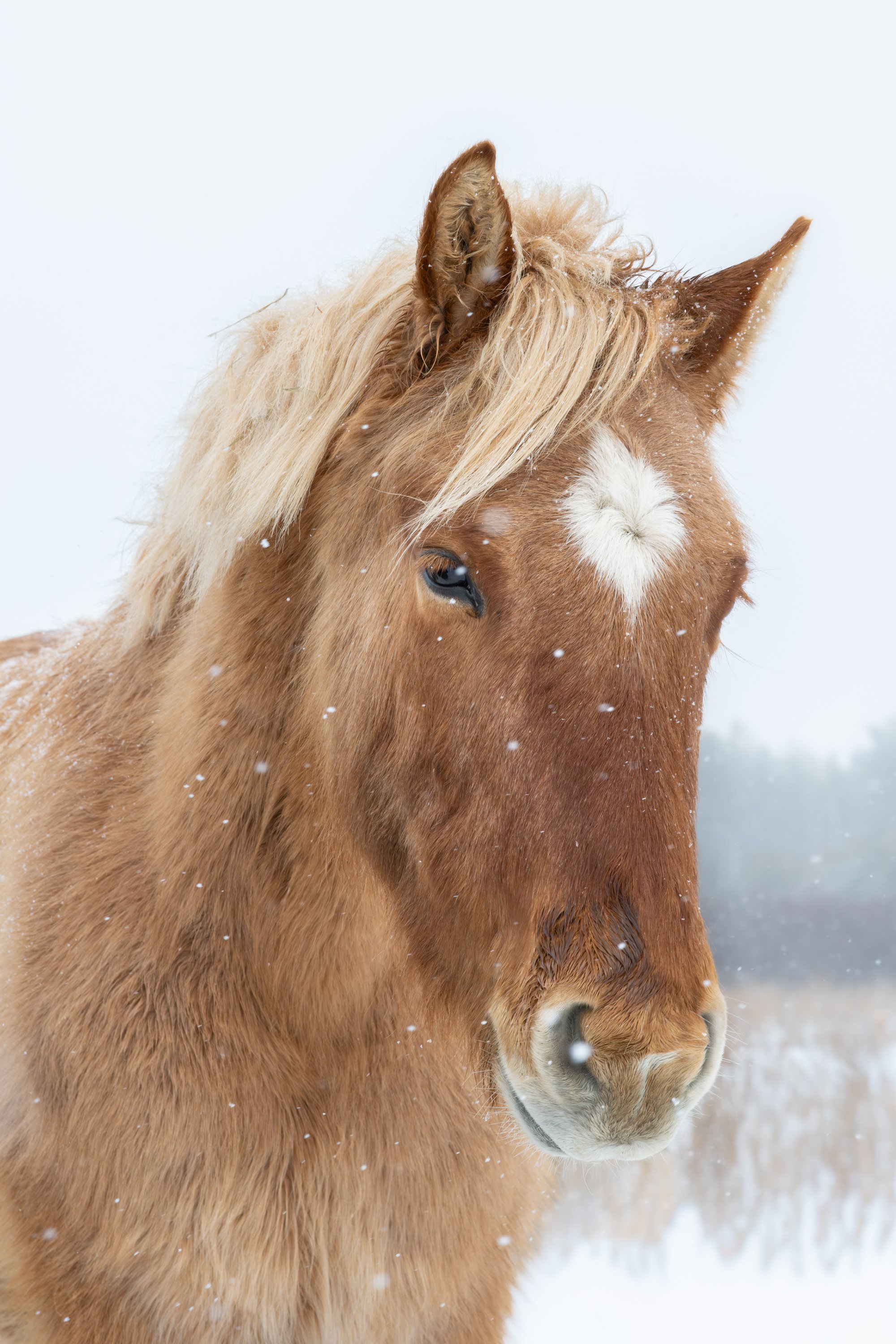 2026-02-22 Spirit Horses-3.jpg
