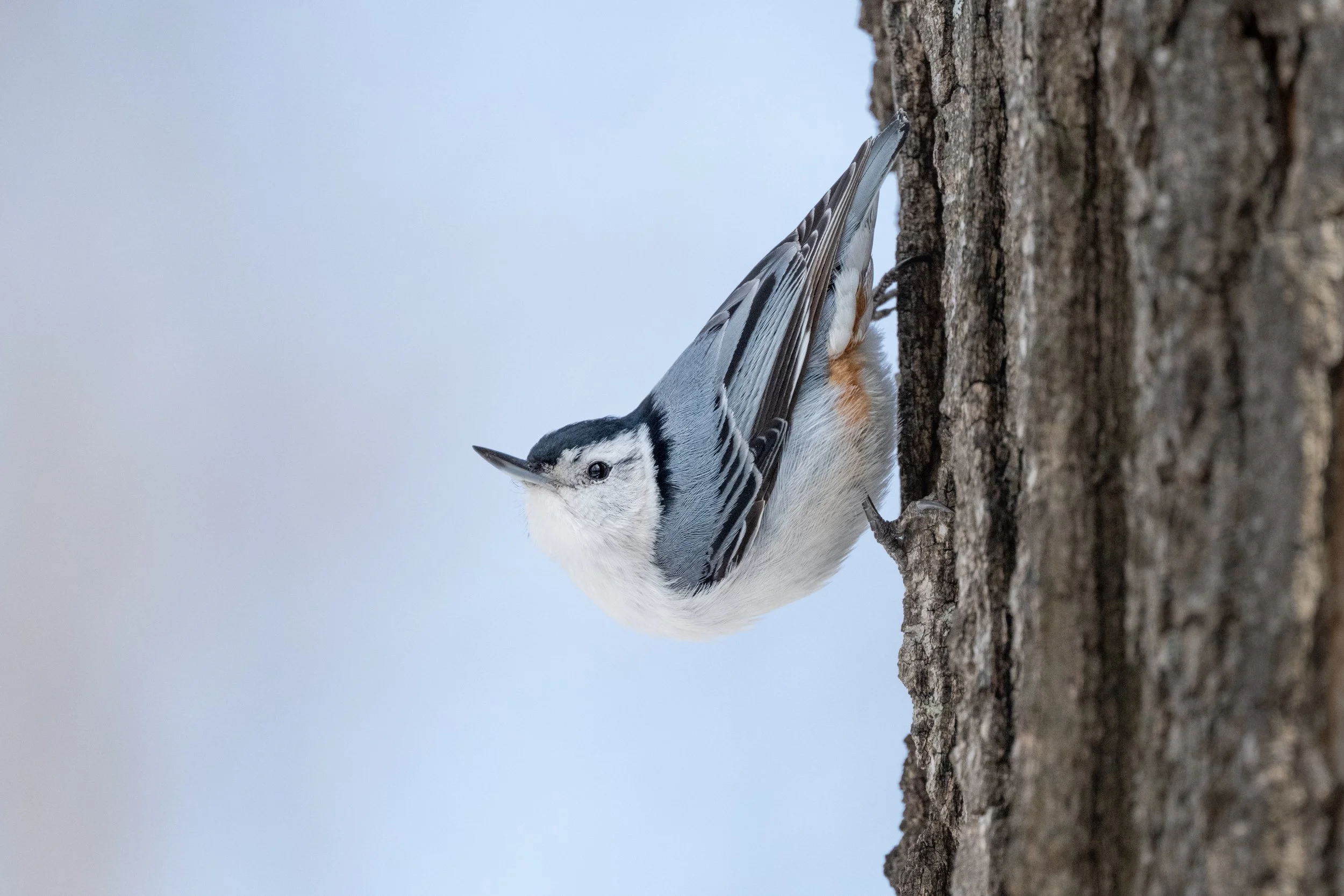 White-breasted nuthatch clinging head-down to a tree trunk, Mud Lake, Ottawa