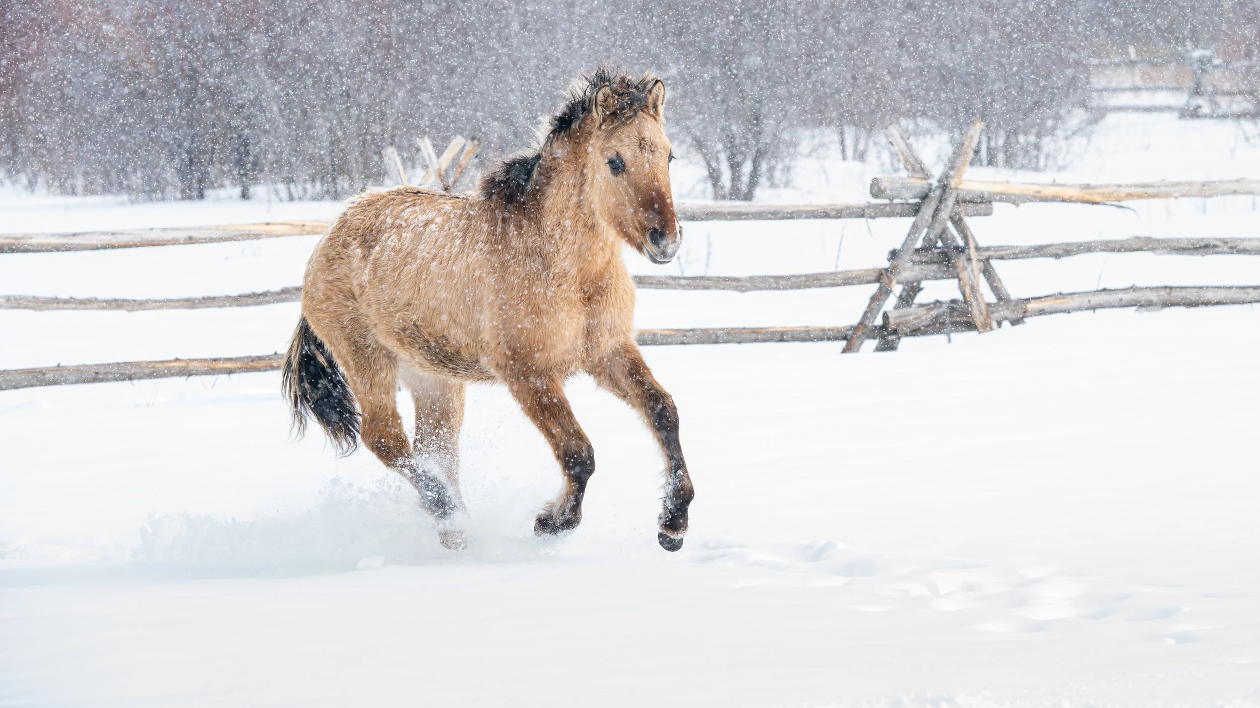 2026-02-22 Spirit Horses-17.jpg