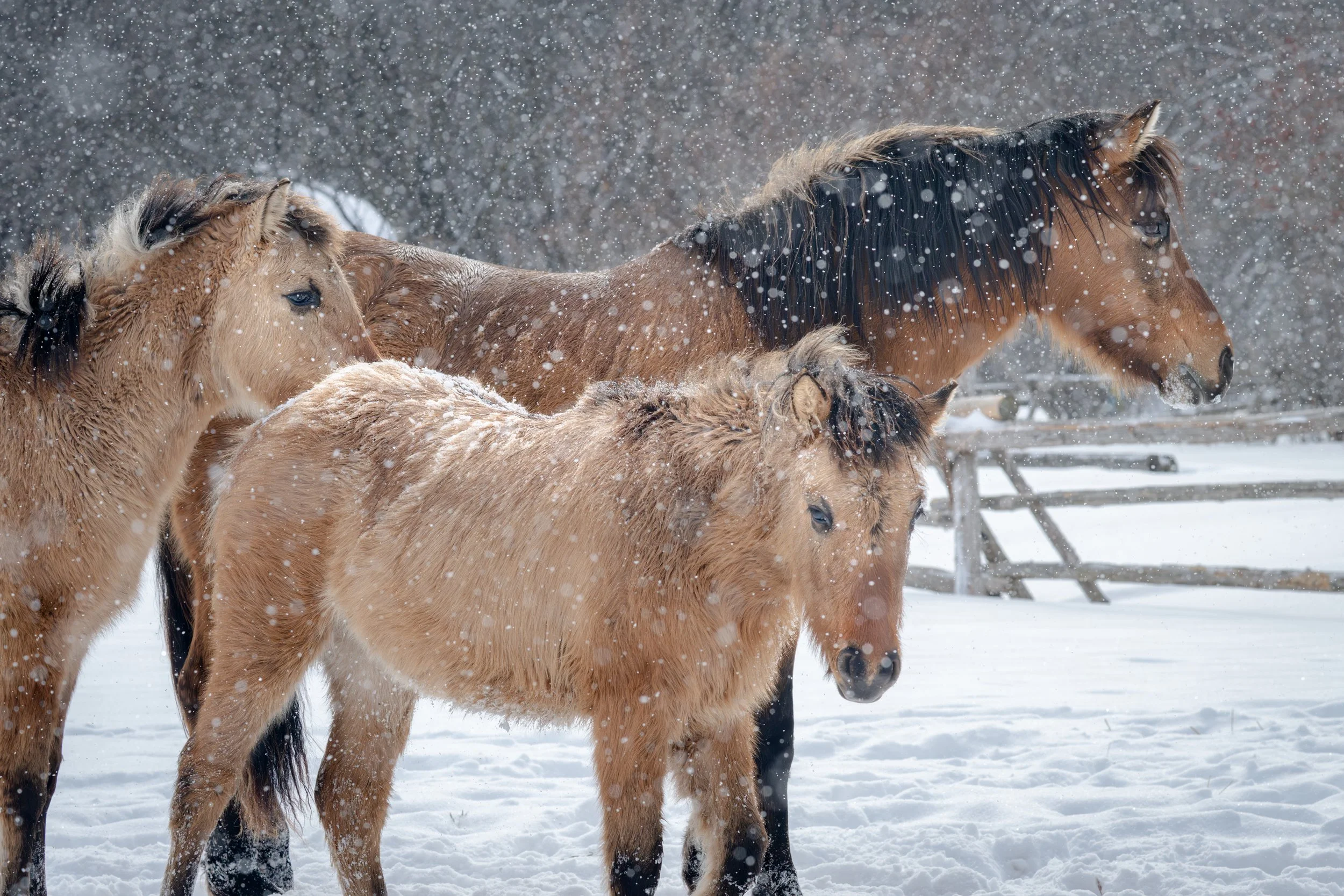 2026-02-22 Spirit Horses-19.jpg