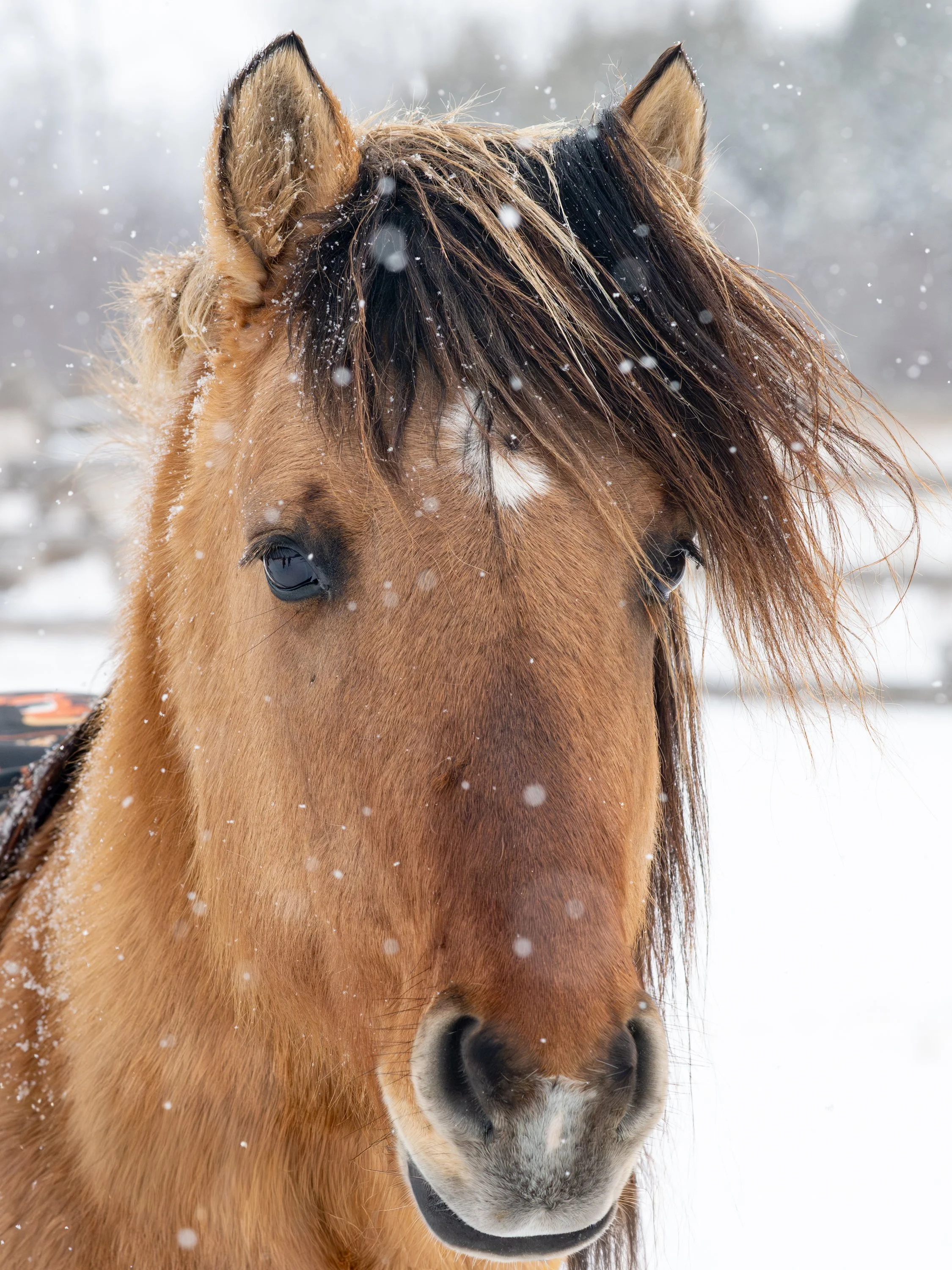 2026-02-22 Spirit Horses-12.jpg
