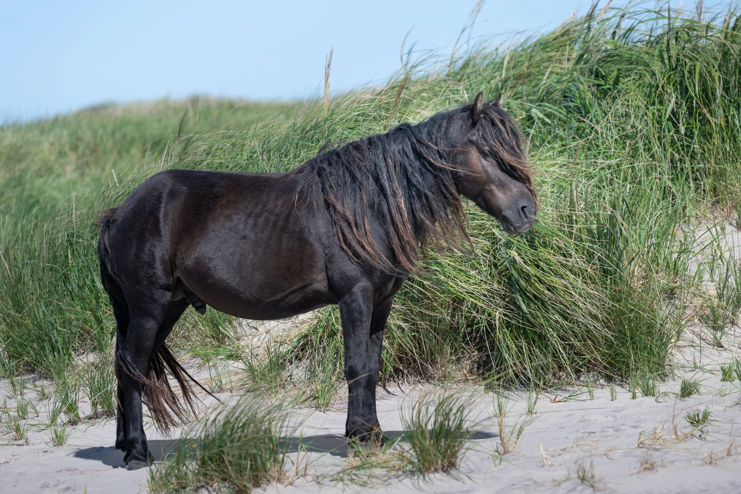 2025-09-12 Sable Island-43.jpg