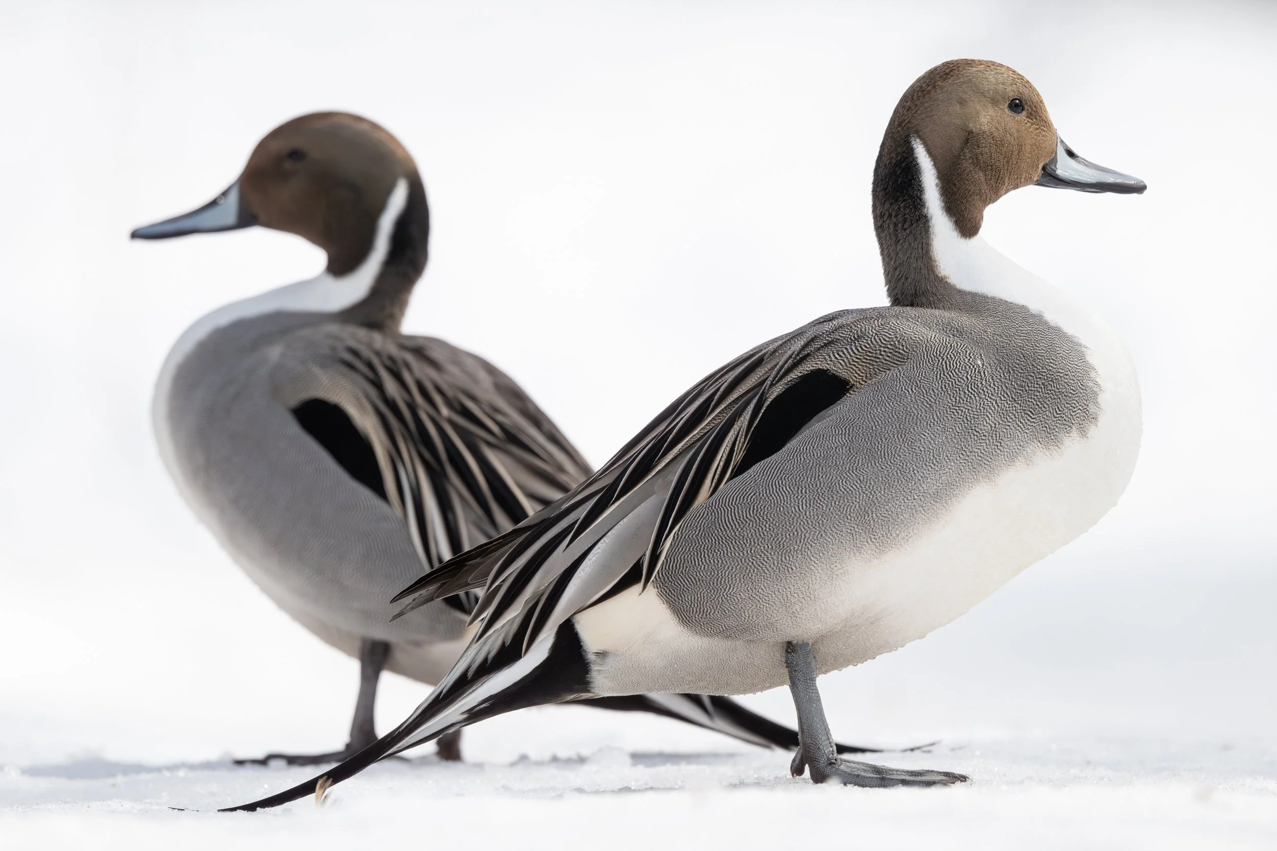 2026-03-05 Pintails-DSC_3894.jpg