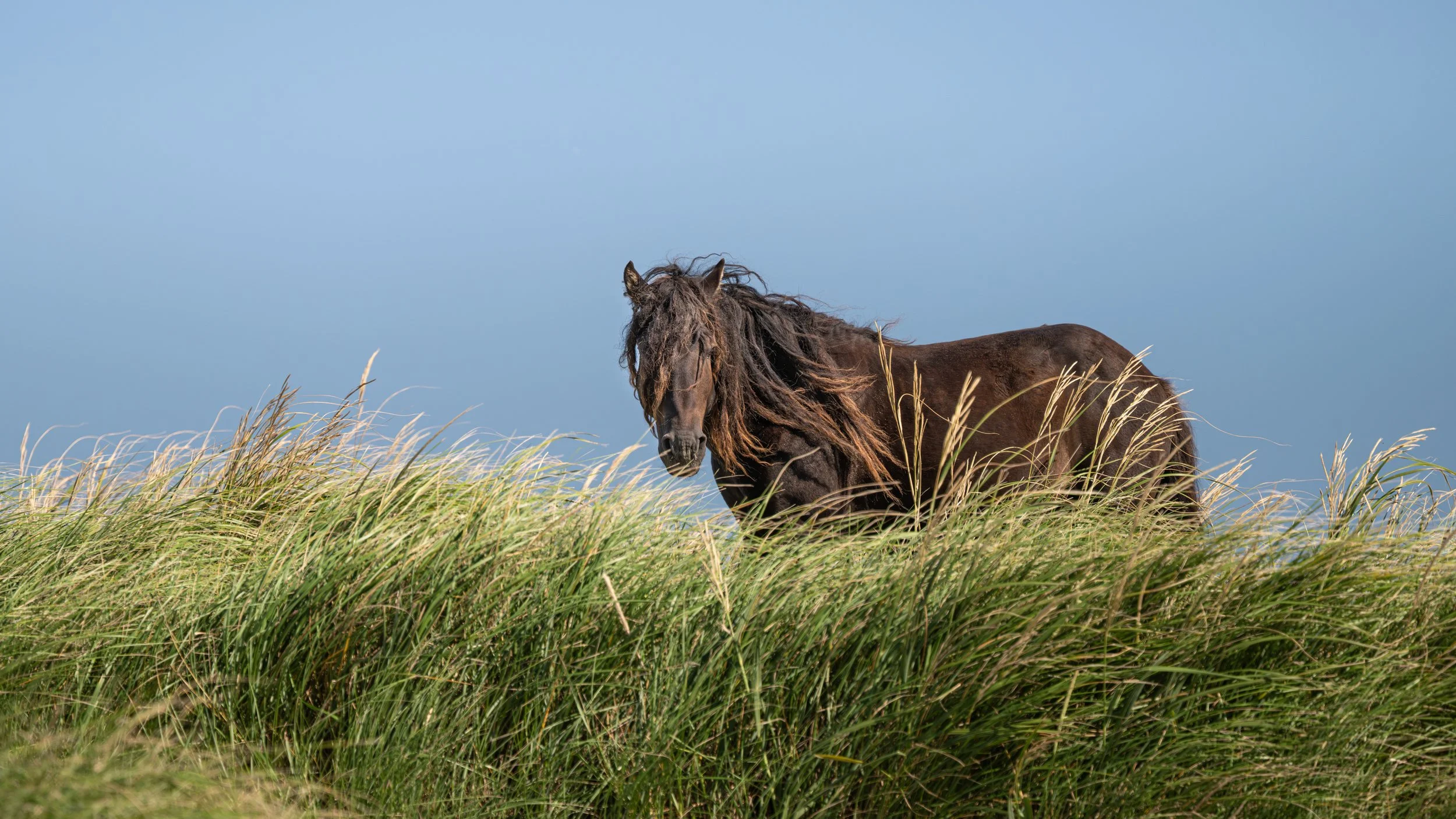 2025-09-12 Sable Island-46.jpg