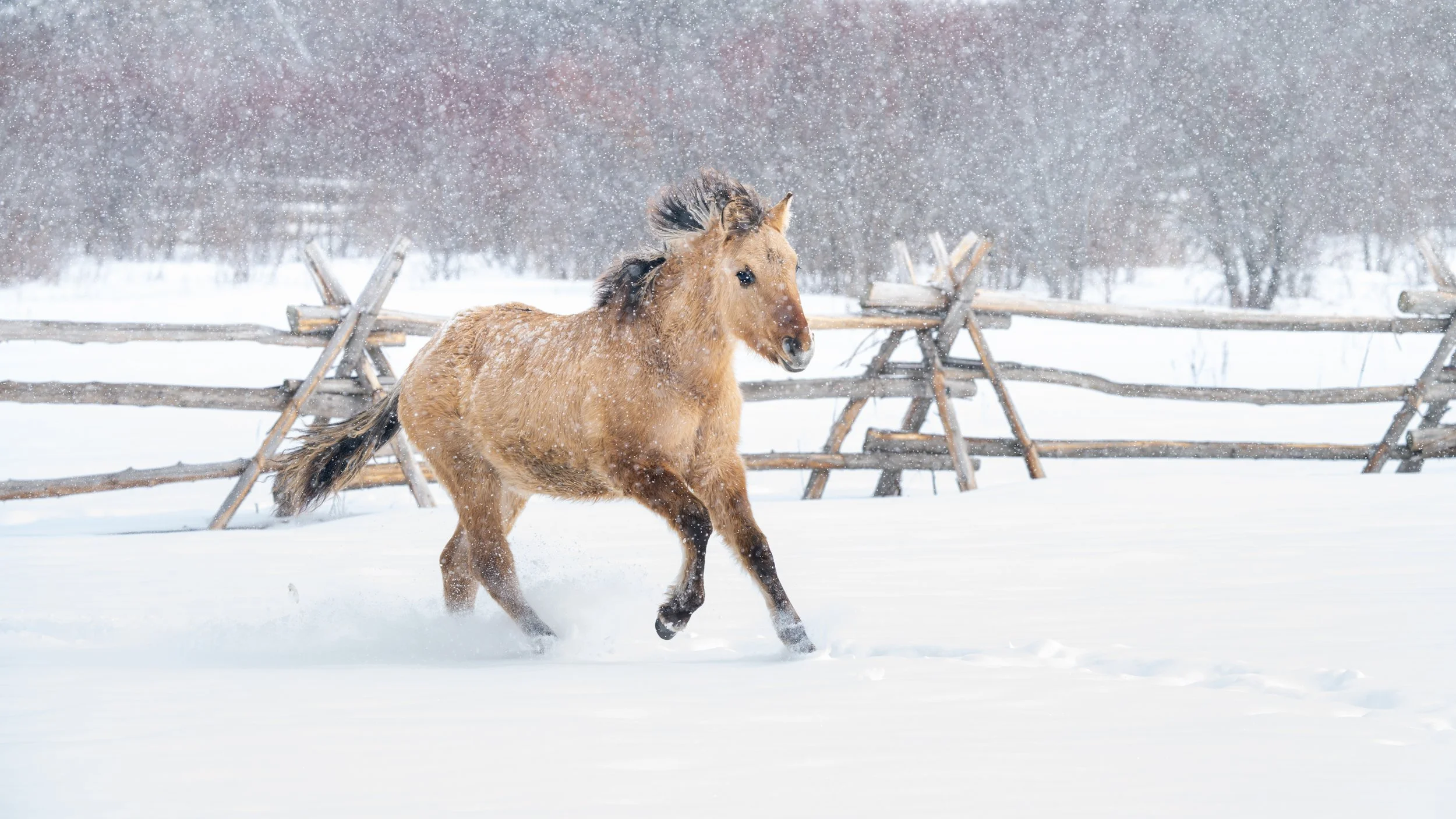 2026-02-22 Spirit Horses-16.jpg