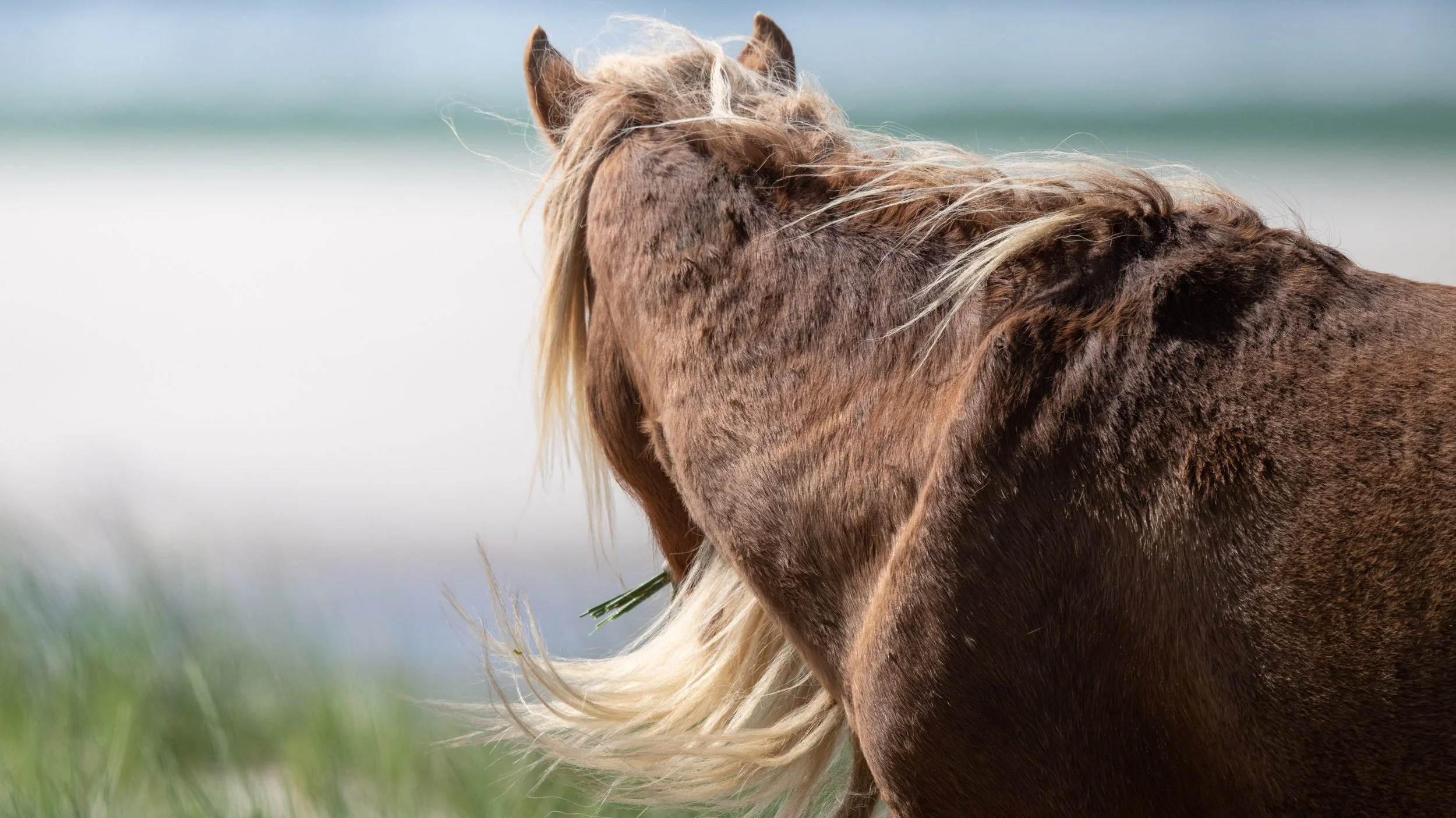 2025-09-12 Sable Island-23.jpg