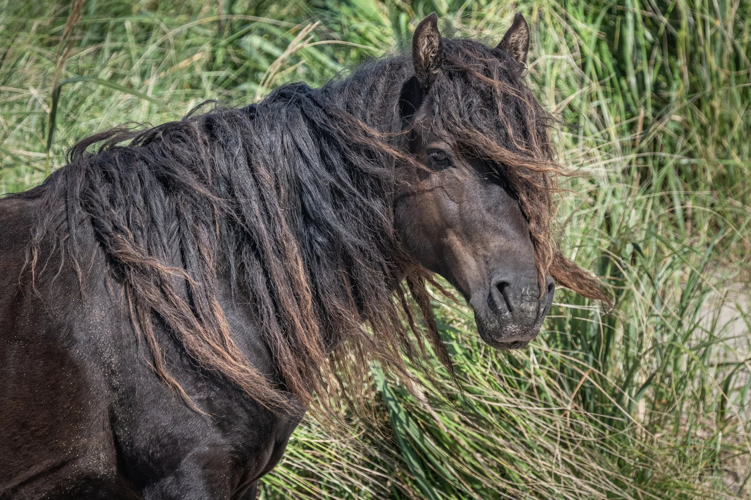 2025-09-12 Sable Island-44.jpg