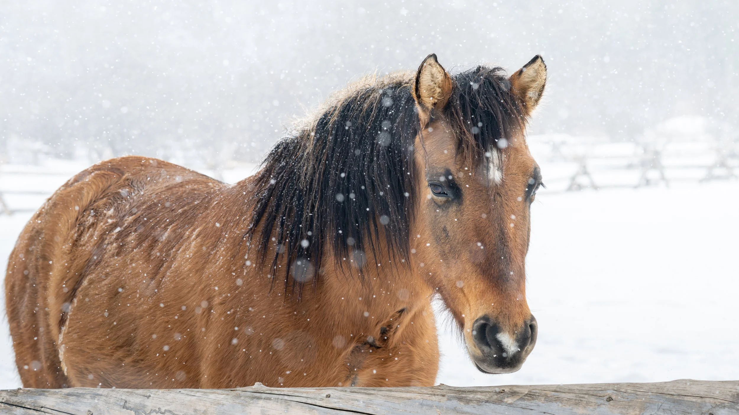 2026-02-22 Spirit Horses-13.jpg