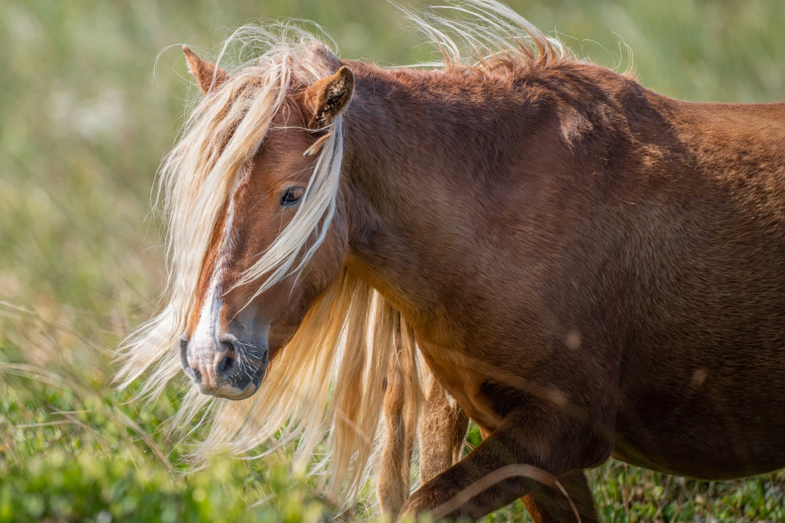 2025-09-12 Sable Island-8.jpg
