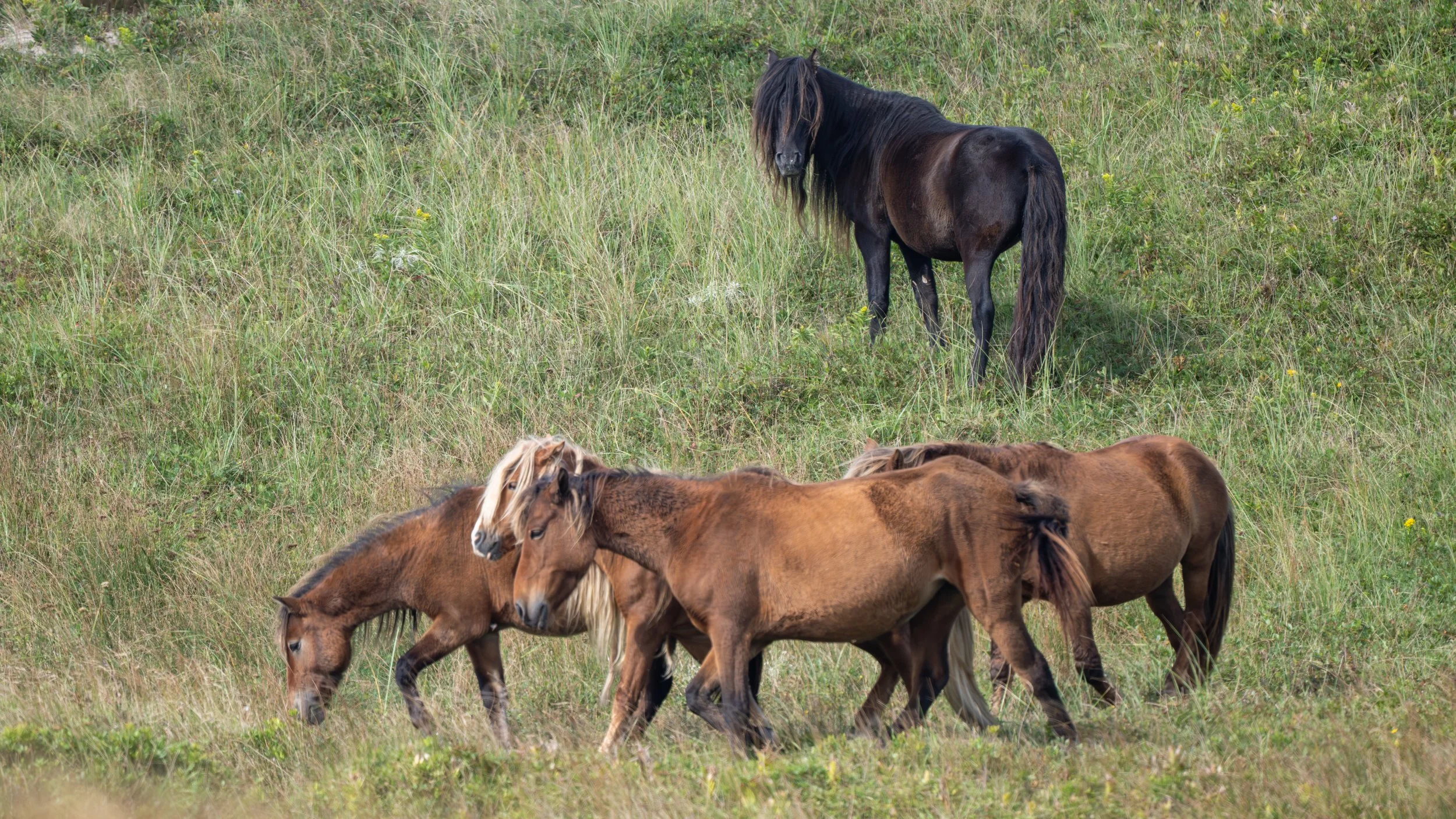 2025-09-12 Sable Island-5.jpg