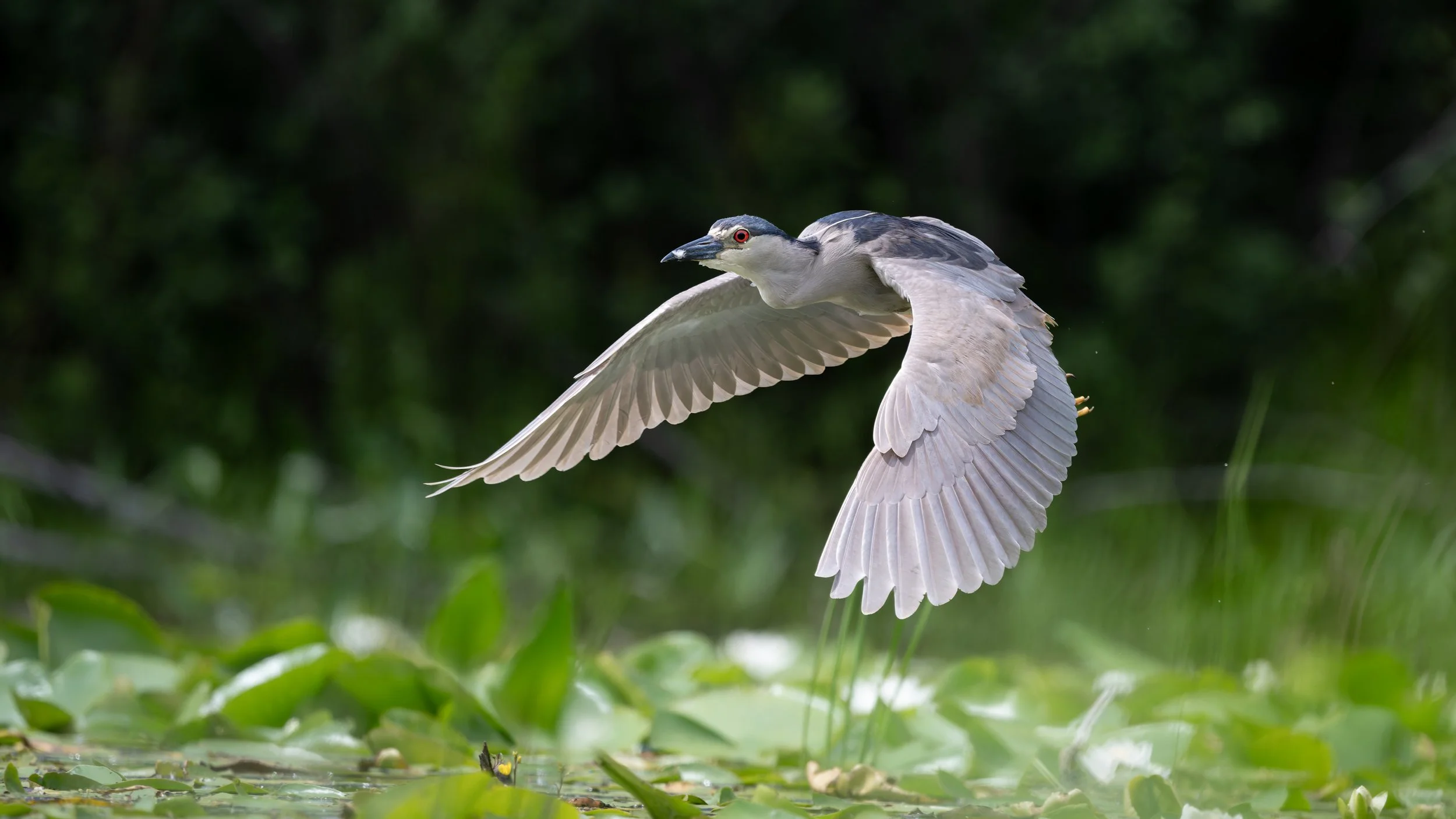 Black-crowned night-heron taking flight over lily pads, Mud Lake, Ottawa