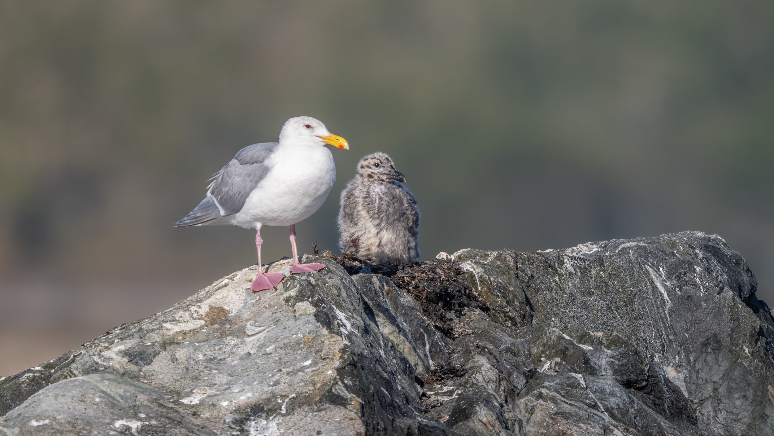2025-08-03 Vancouver Island-_DSC5150.jpg