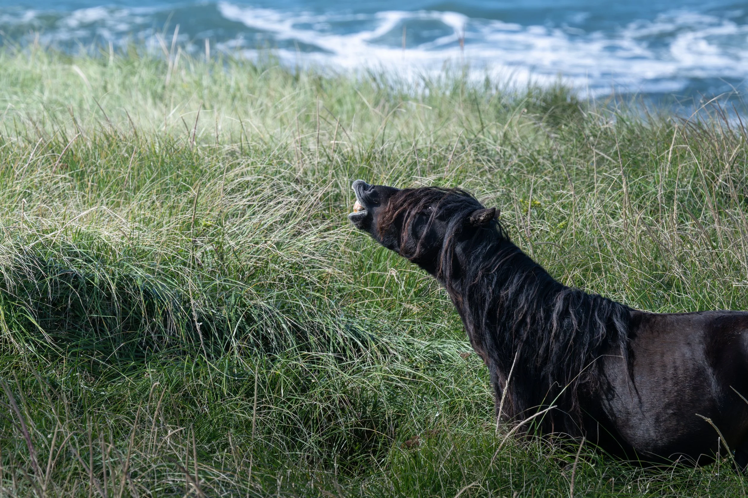 2025-09-12 Sable Island-65.jpg