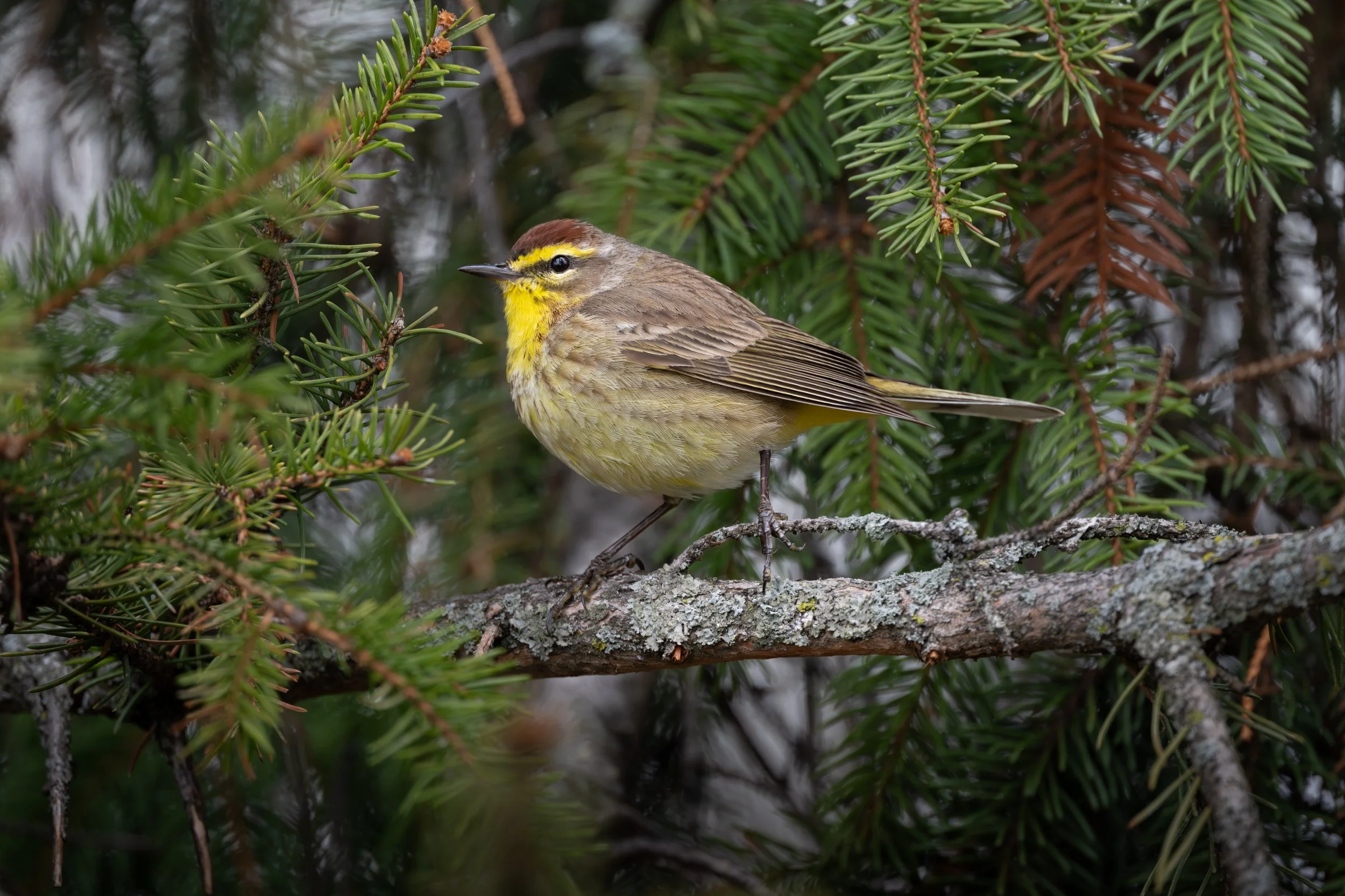 Palm warbler perched in spruce, showing its yellow throat and rusty cap