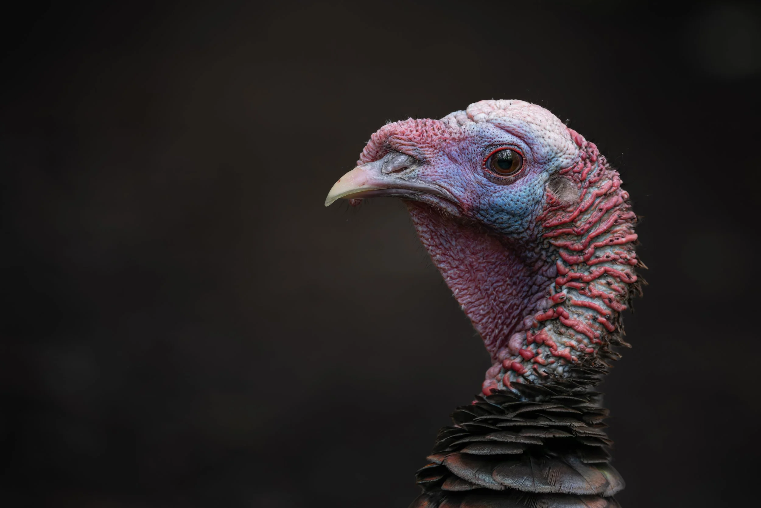 Close portrait of a wild turkey's bare blue and red head, Mud Lake, Ottawa