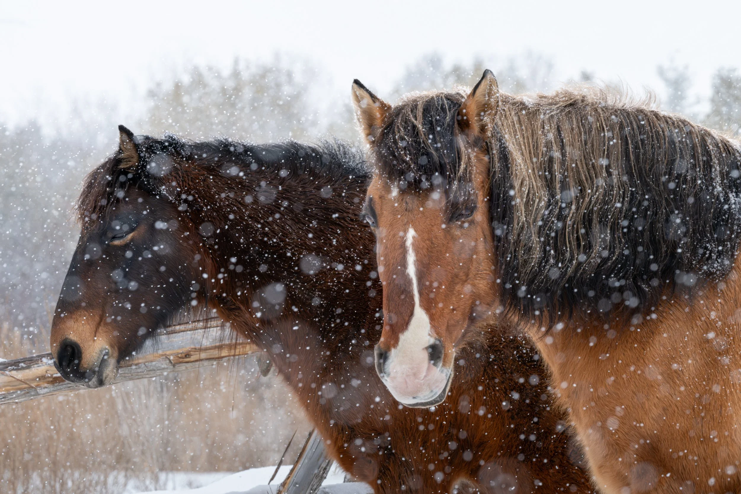 2026-02-22 Spirit Horses-4.jpg