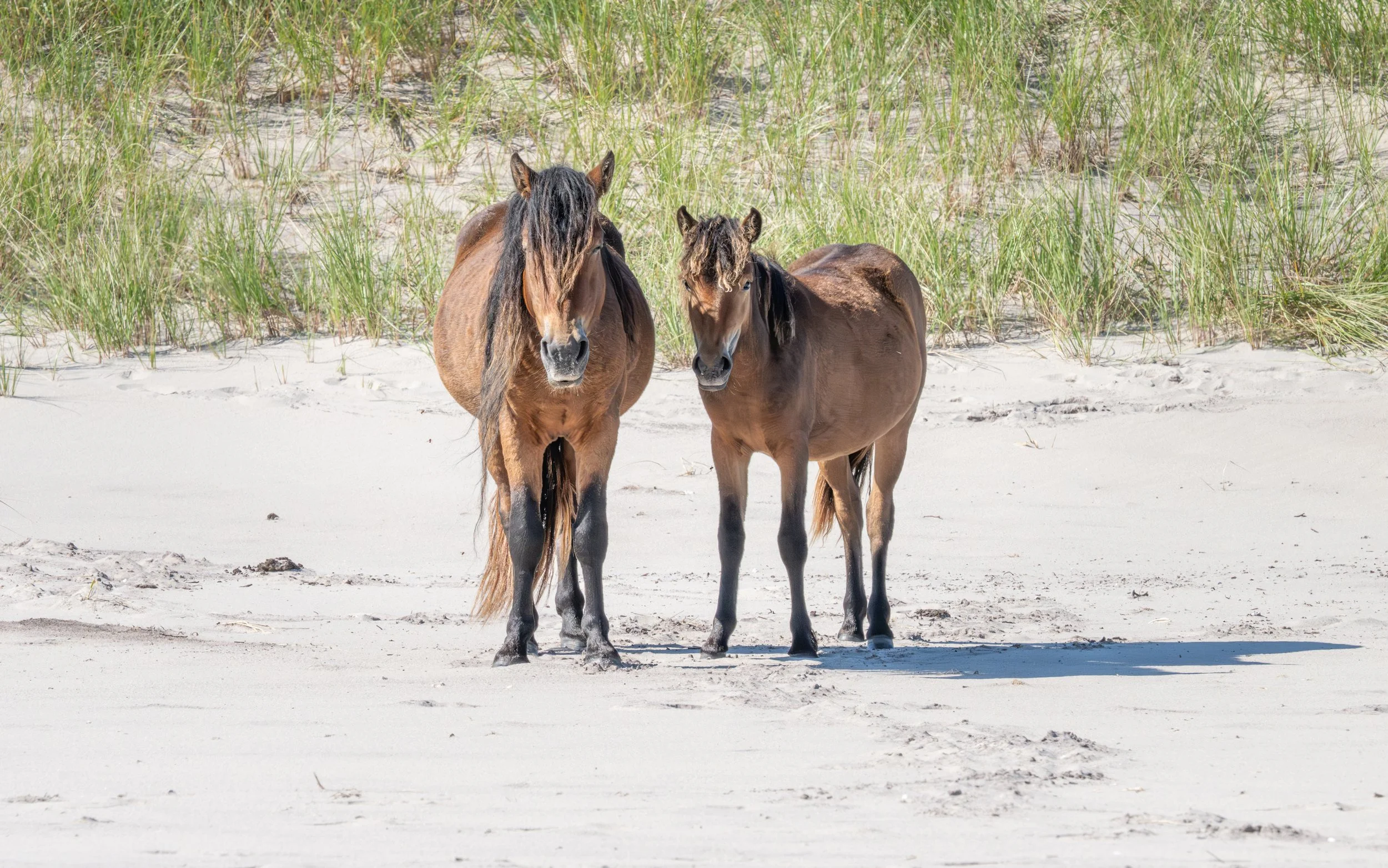 2025-09-12 Sable Island-56.jpg