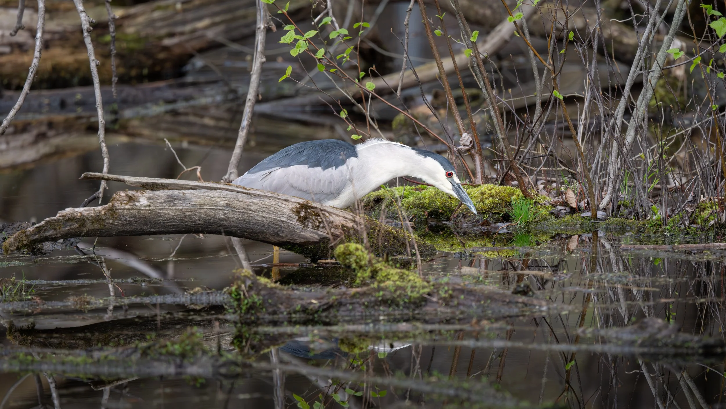 Black-crowned night-heron crouched on a log, reaching toward the water, Mud Lake, Ottawa