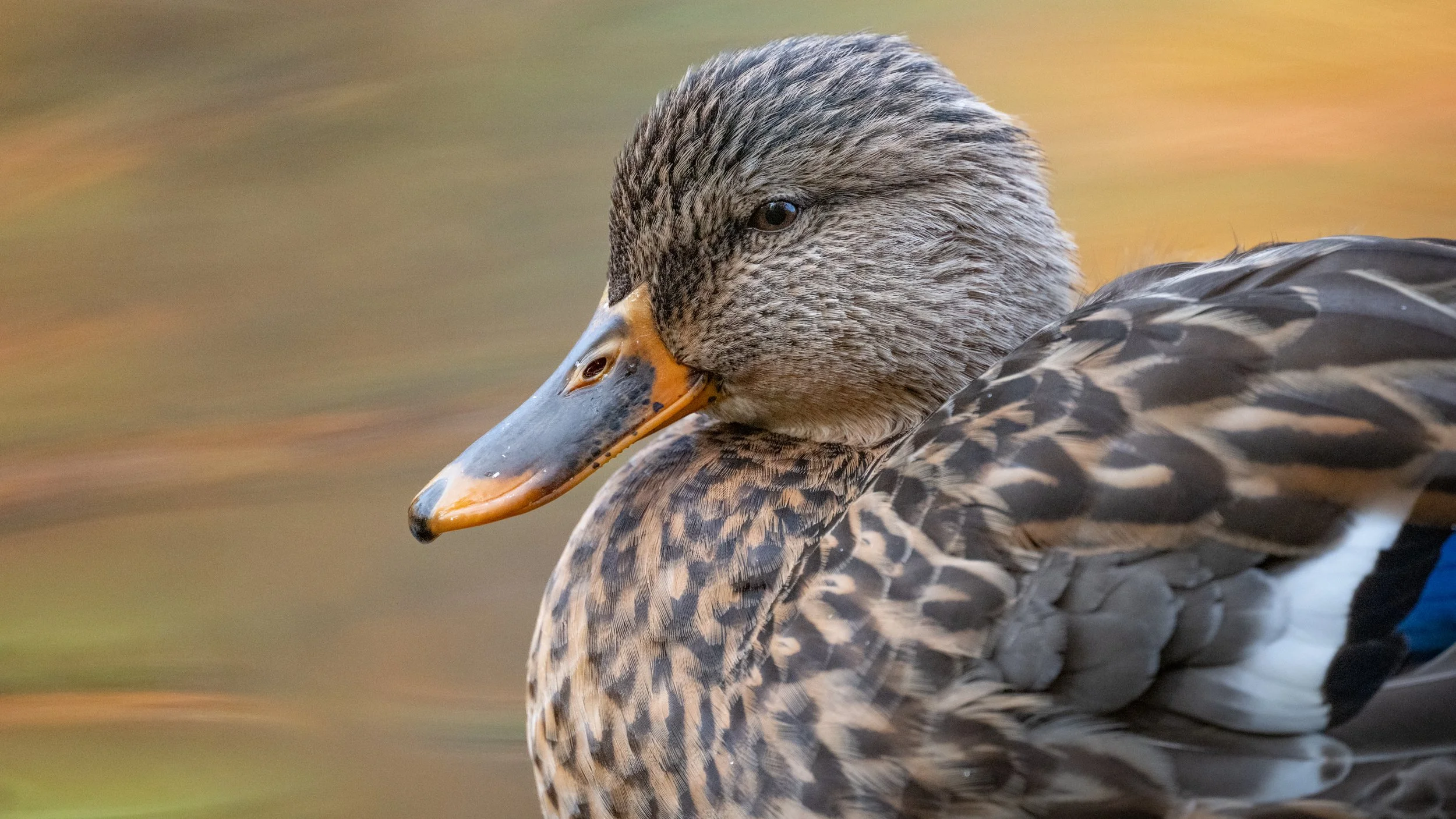 Close portrait of a female mallard against warm autumn water, Mud Lake, Ottawa