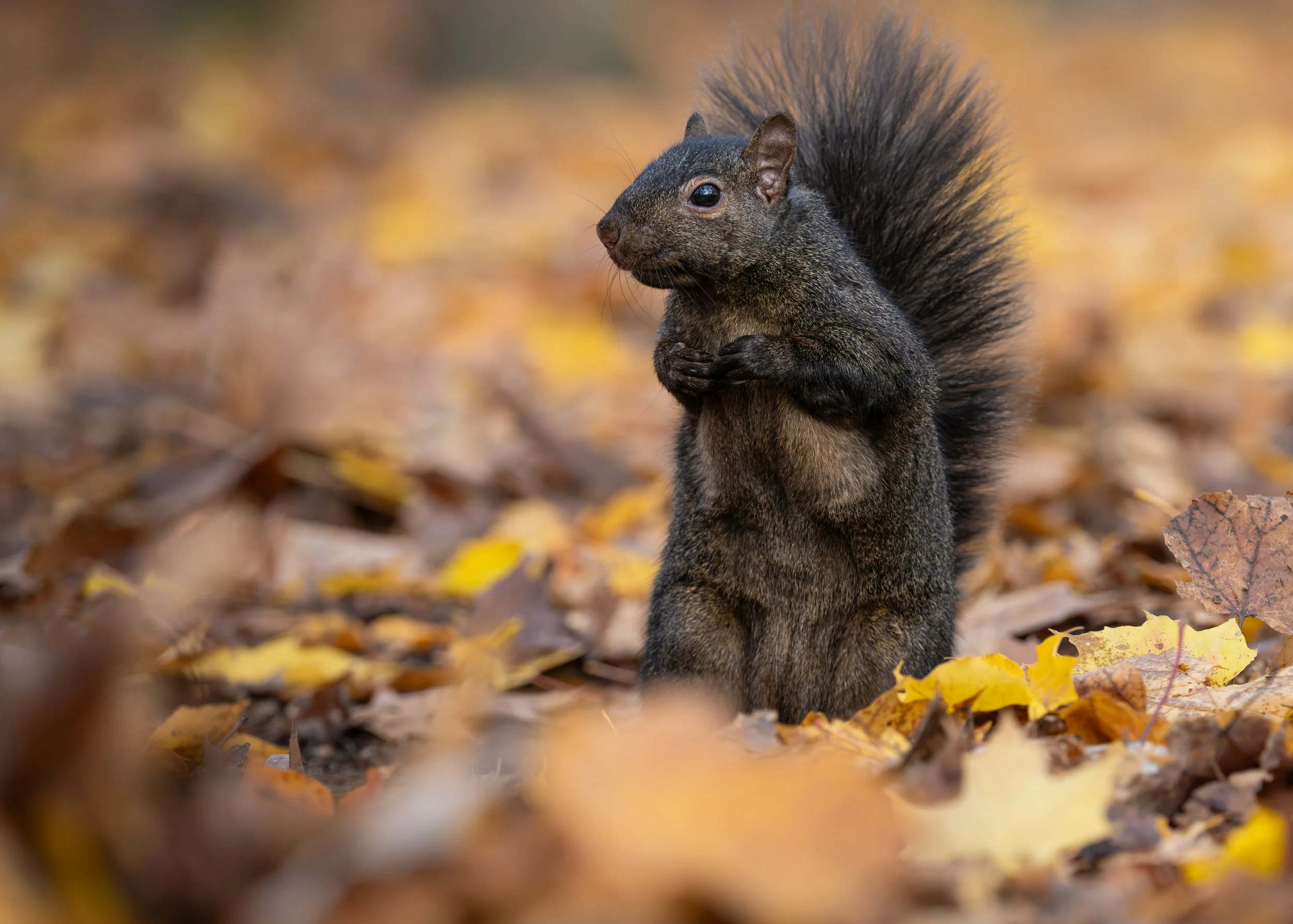 Black squirrel standing upright among fallen autumn leaves, Mud Lake, Ottawa