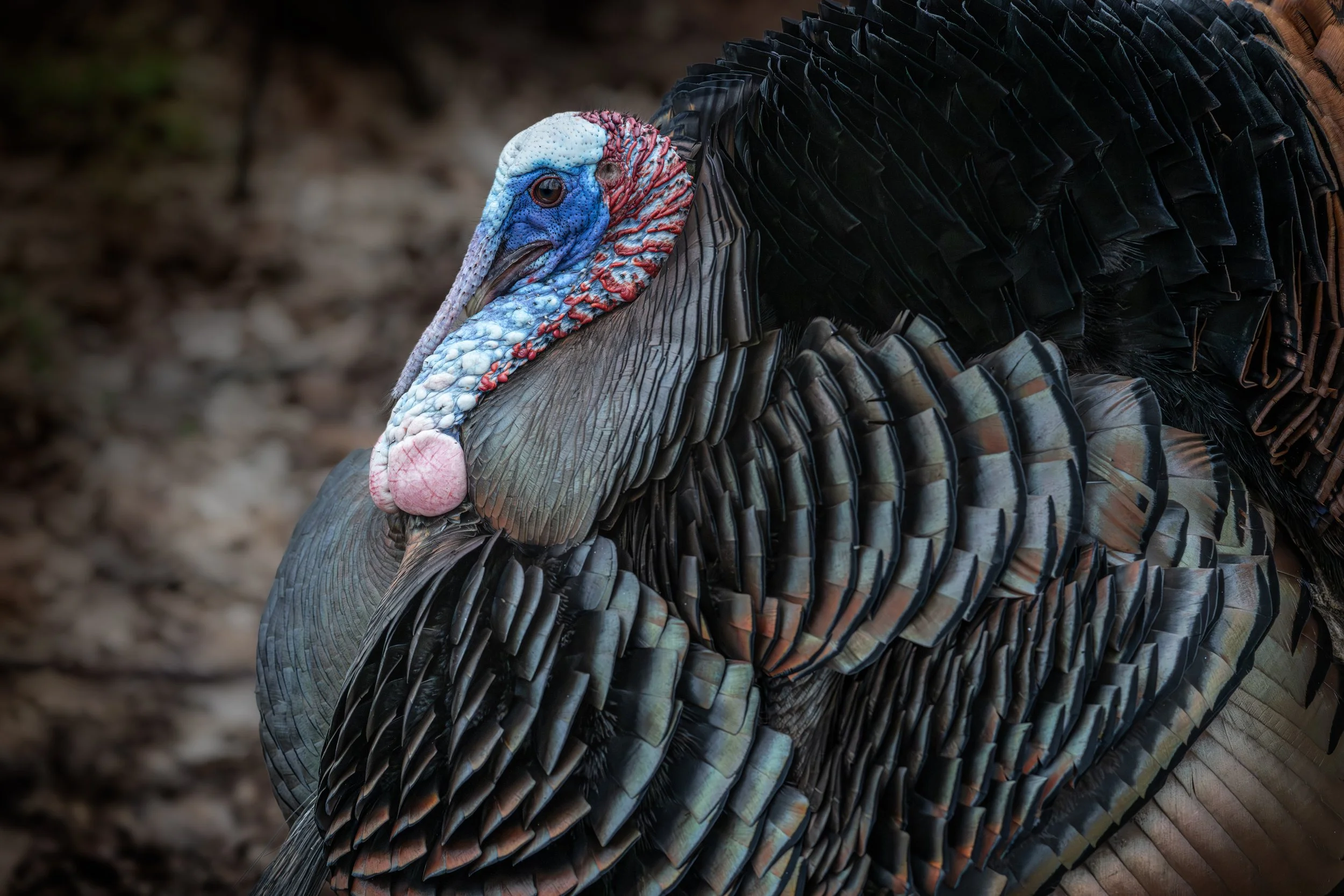 Male wild turkey displaying, feathers puffed and head turned blue
